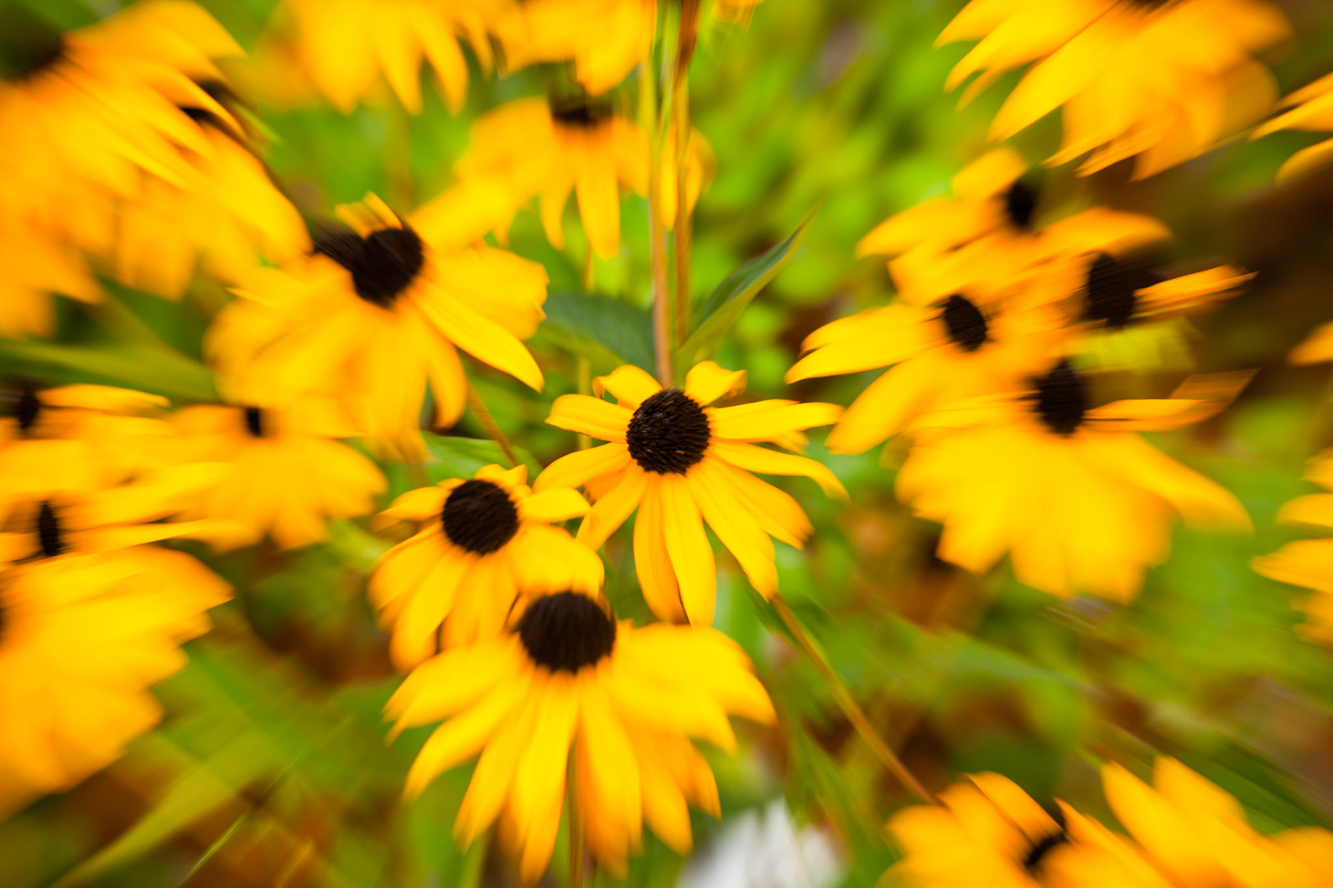Des rudbeckias de leur un mètre de hauteur