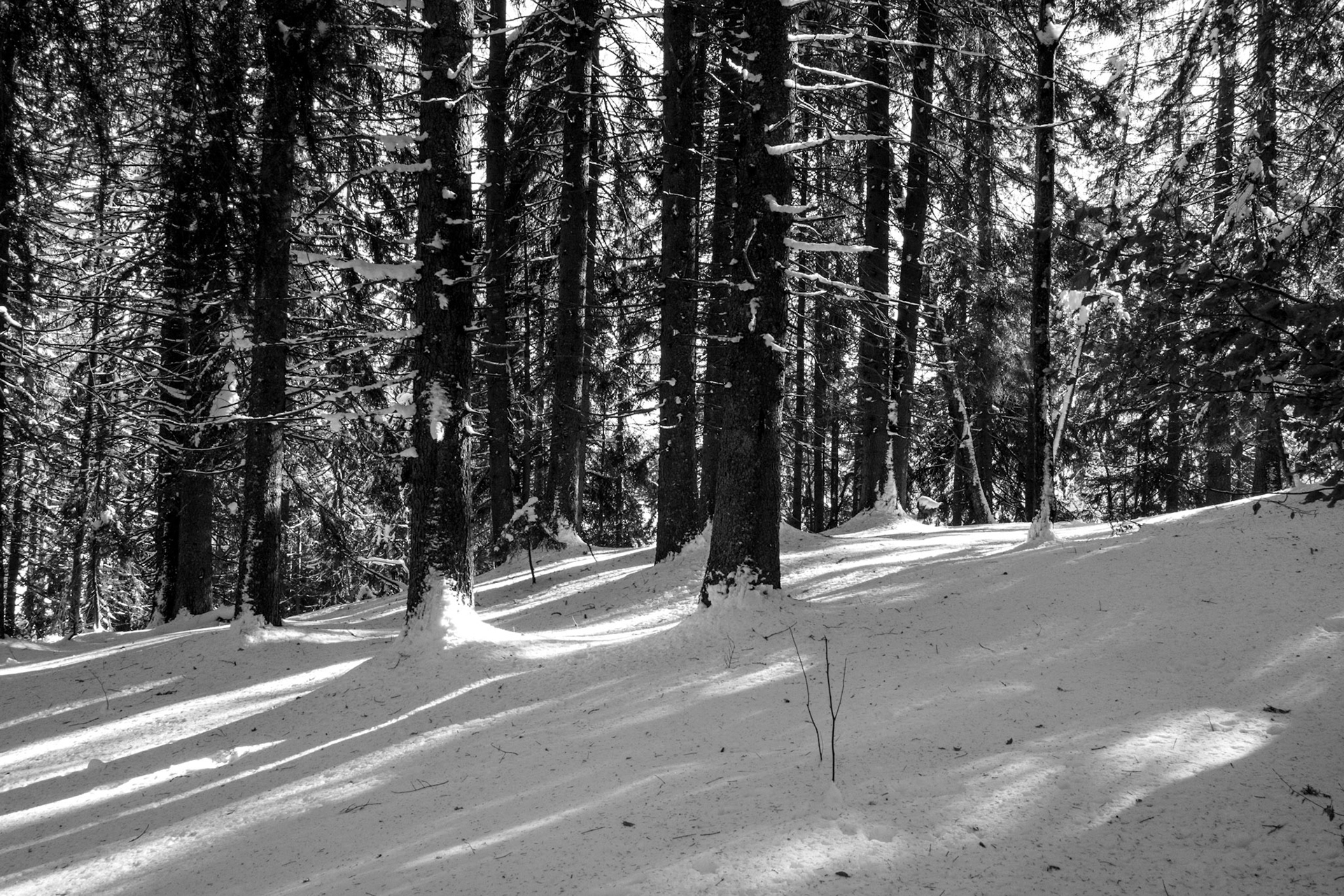 Neige et lumière au pied des sapins