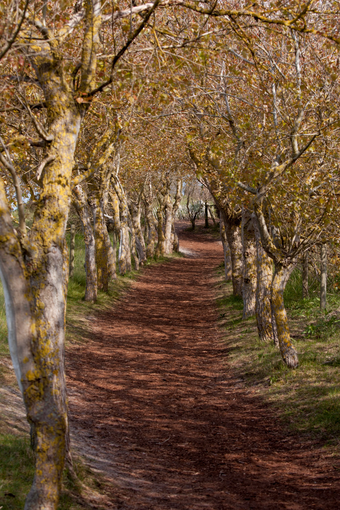 Une allée dans le parc du Marquenterre