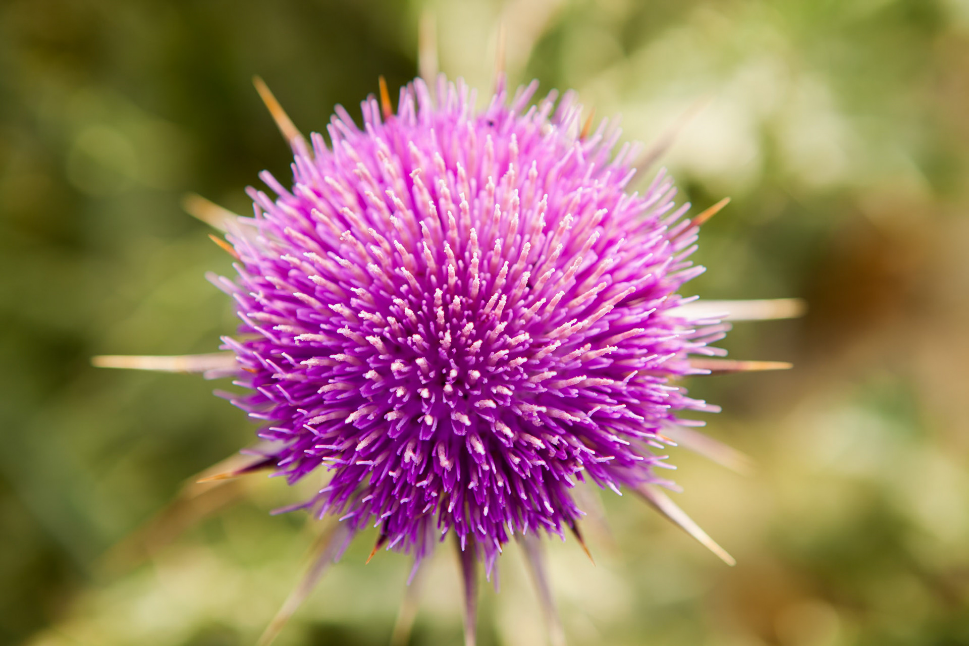 Une fleur de chardon en Grèce