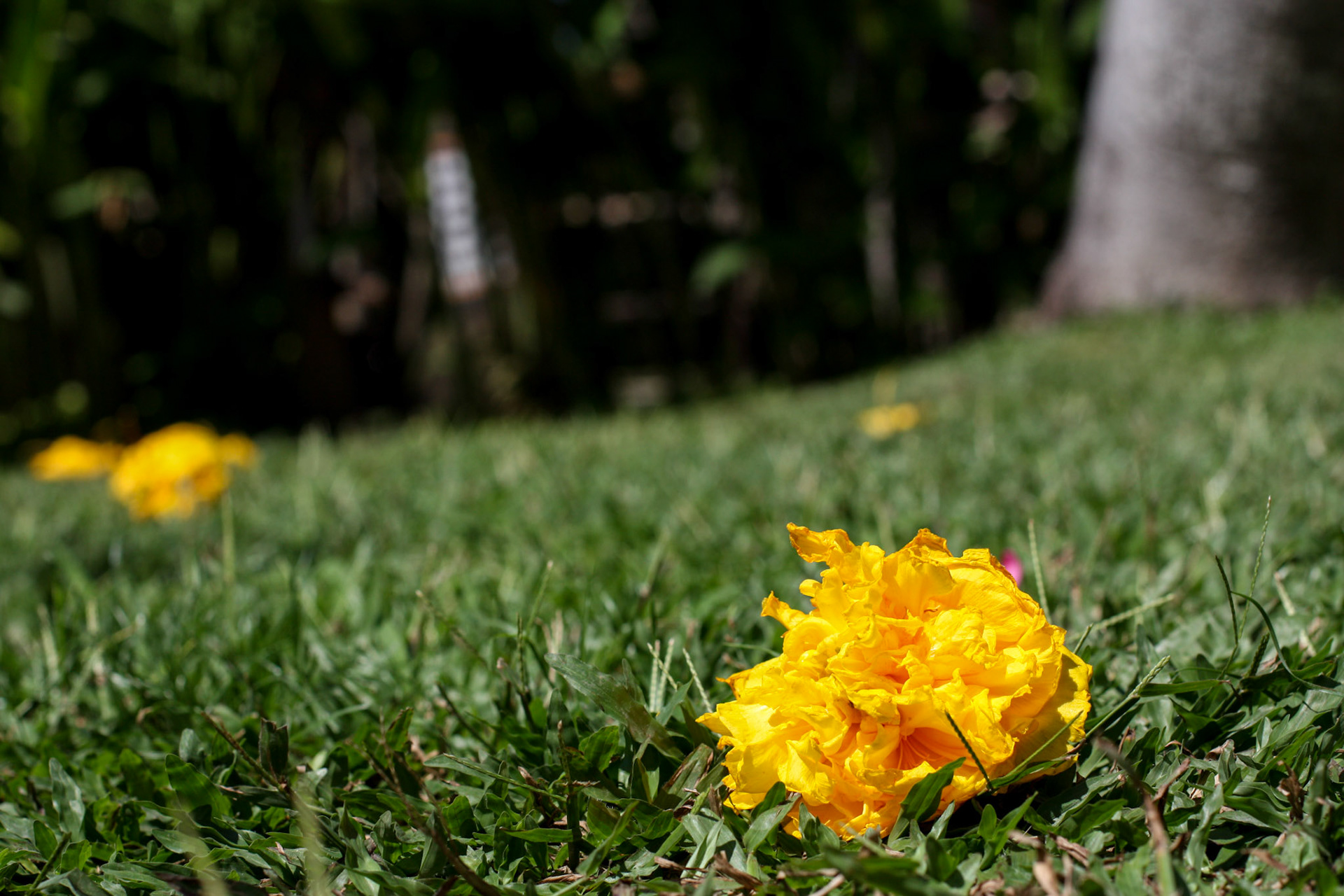 Parc floral Balinais