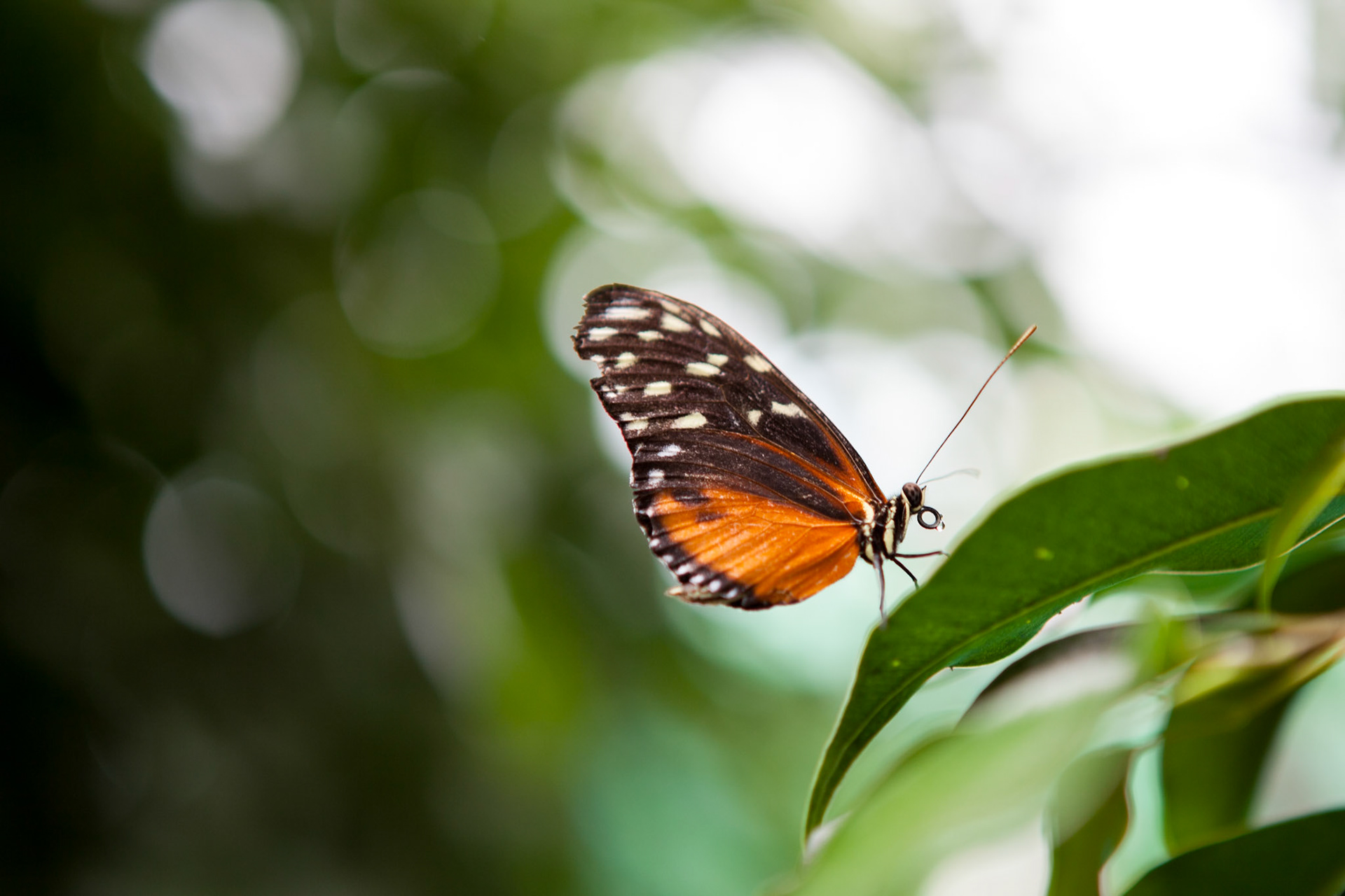 Papillon sur l'île de Noirmoutier