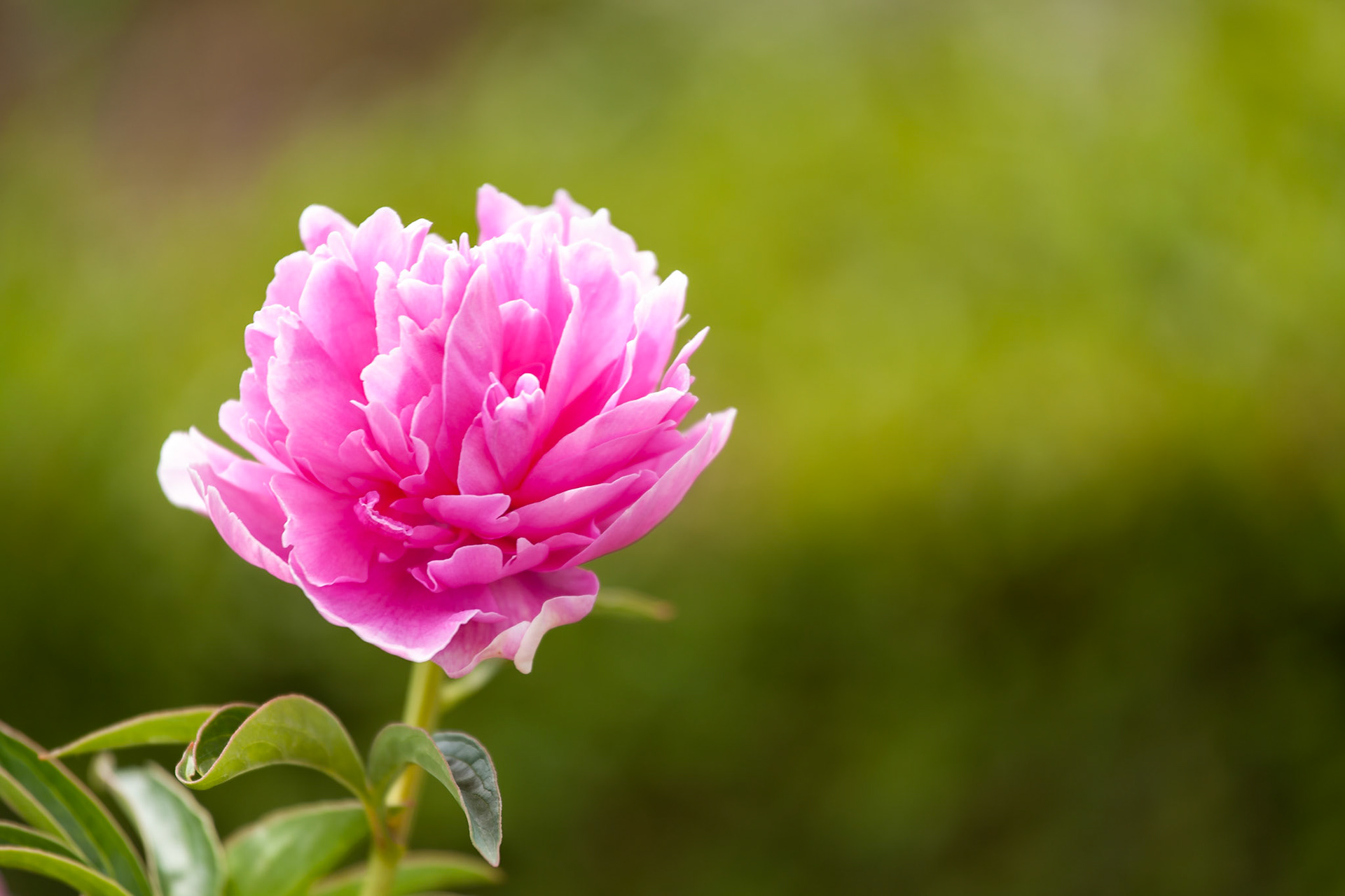 Pivoine dans un jardin de Toscane