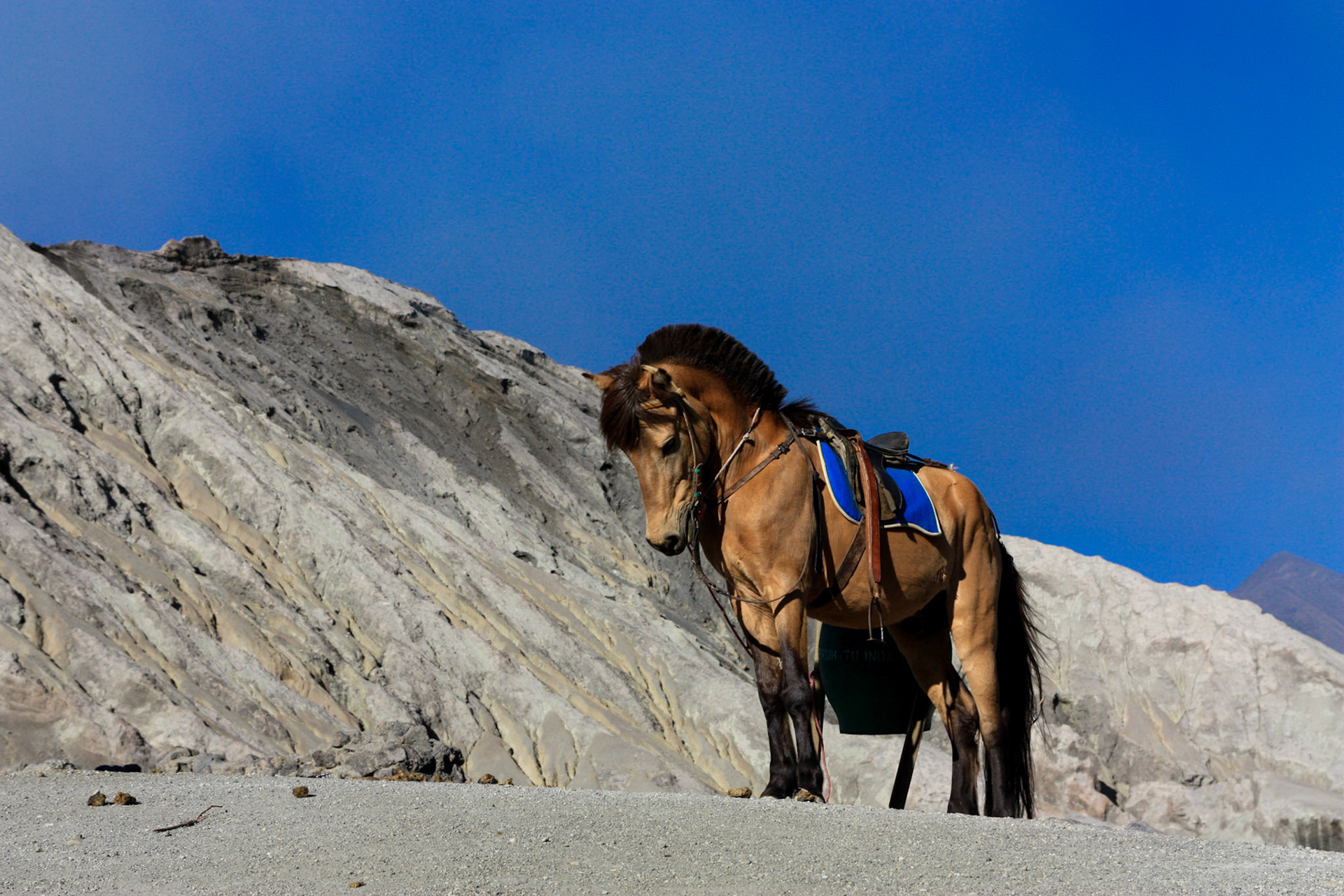 Cheval porteur sur l'île de Java