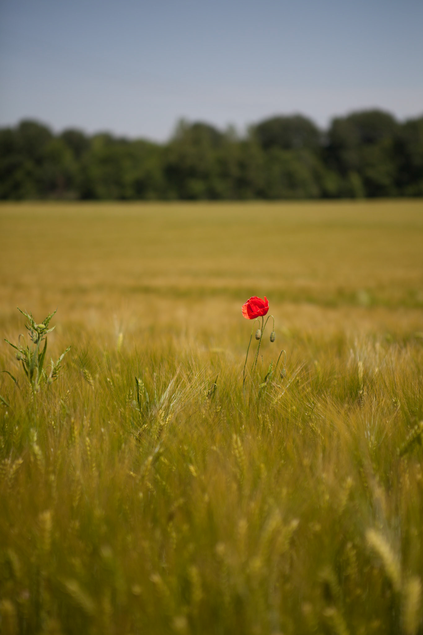 Un coquelicot bien seul