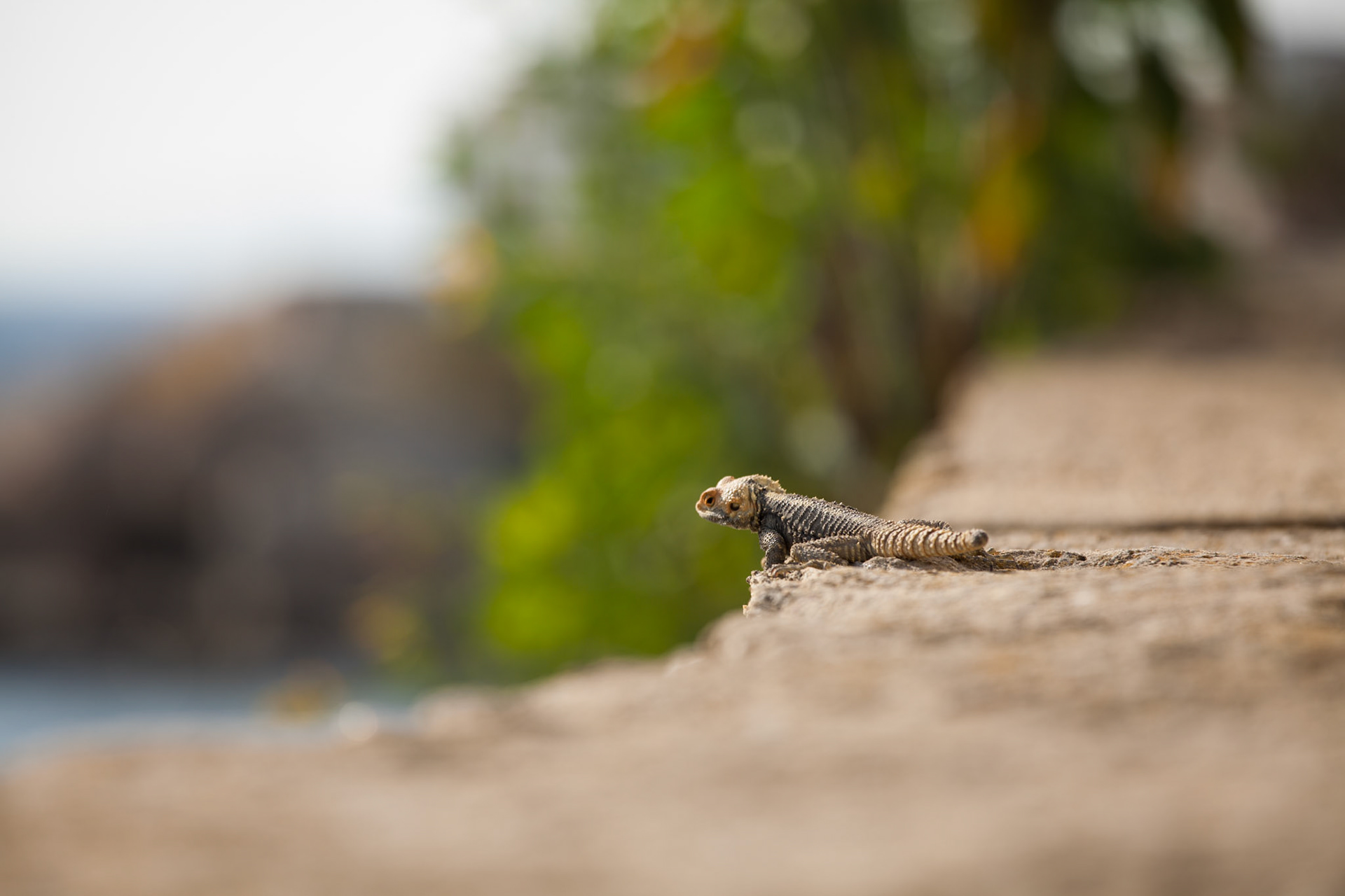 Un lézard se prélasse sous le soleil de Grèce