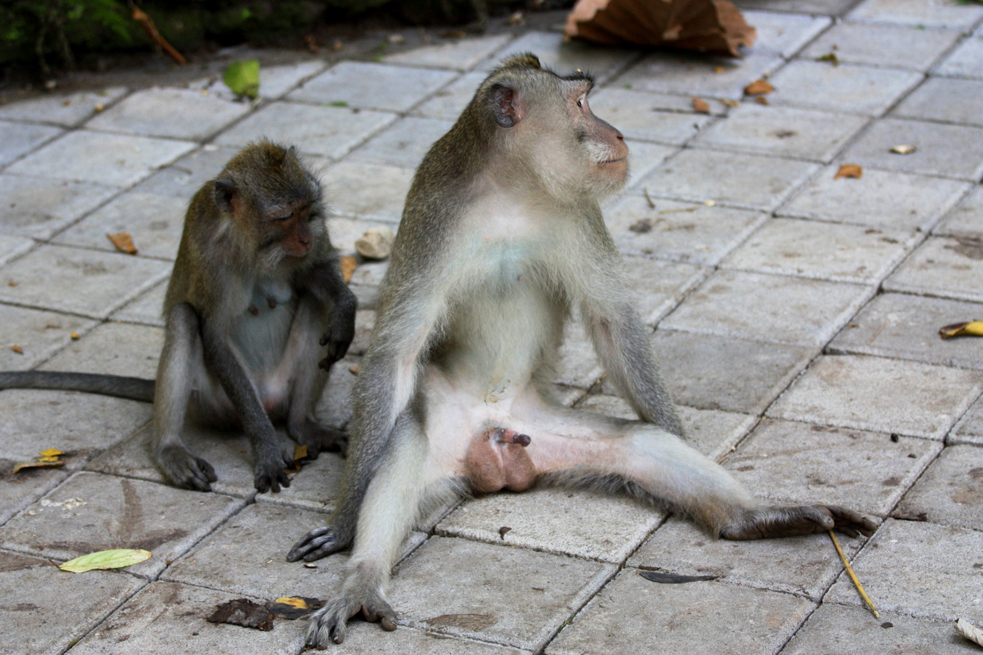 Ce singe s'exhibe sans complexe et ne semble pas du tout intéressé à autre chose contrairement à sa voisine. Le message est surement destiné à d'autres mâles pour montrer sa domination...