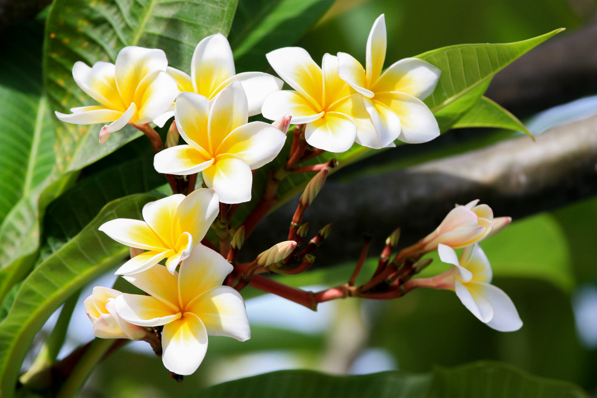 Fleurs de frangipanier à Bali