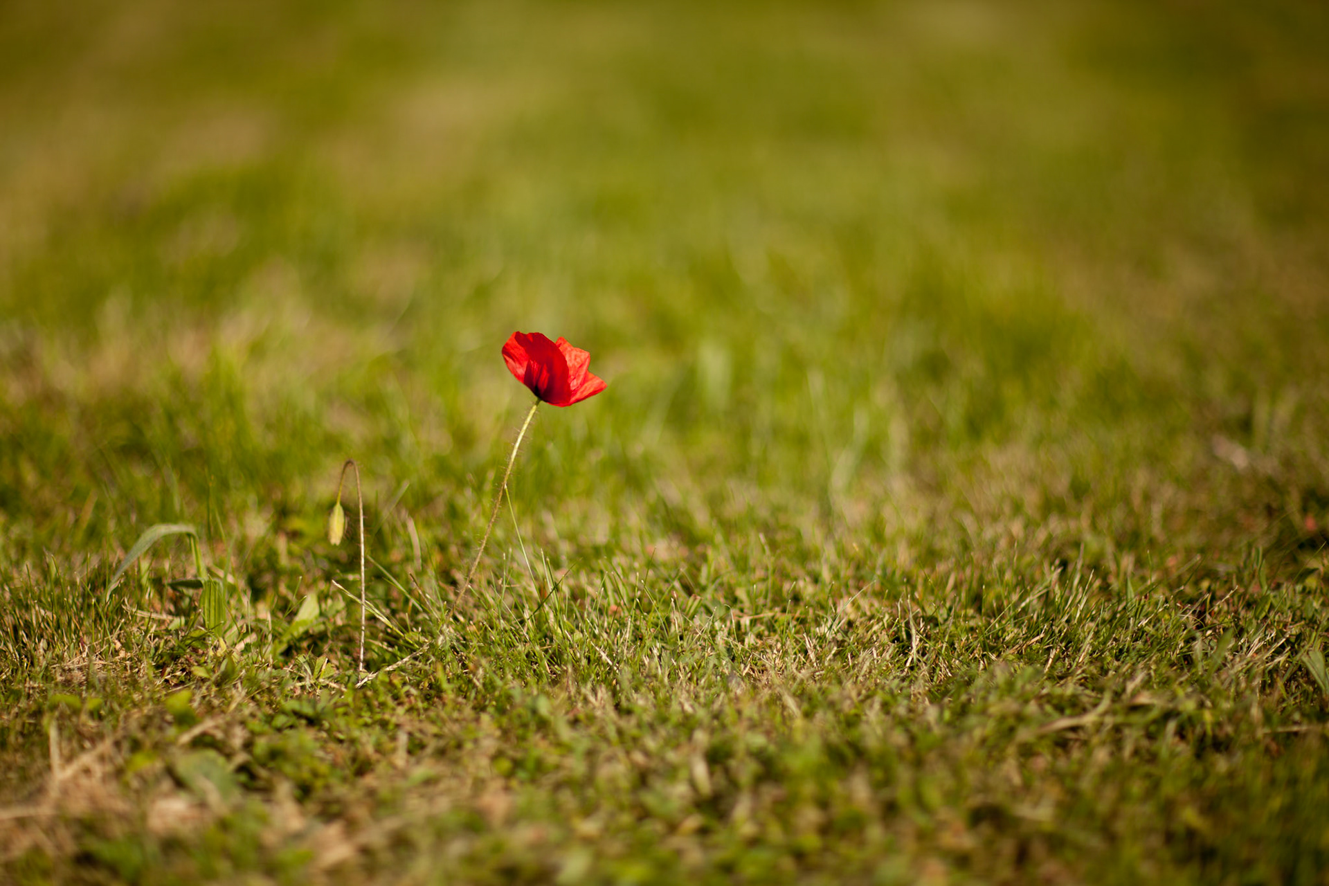 Papaver rhoeas