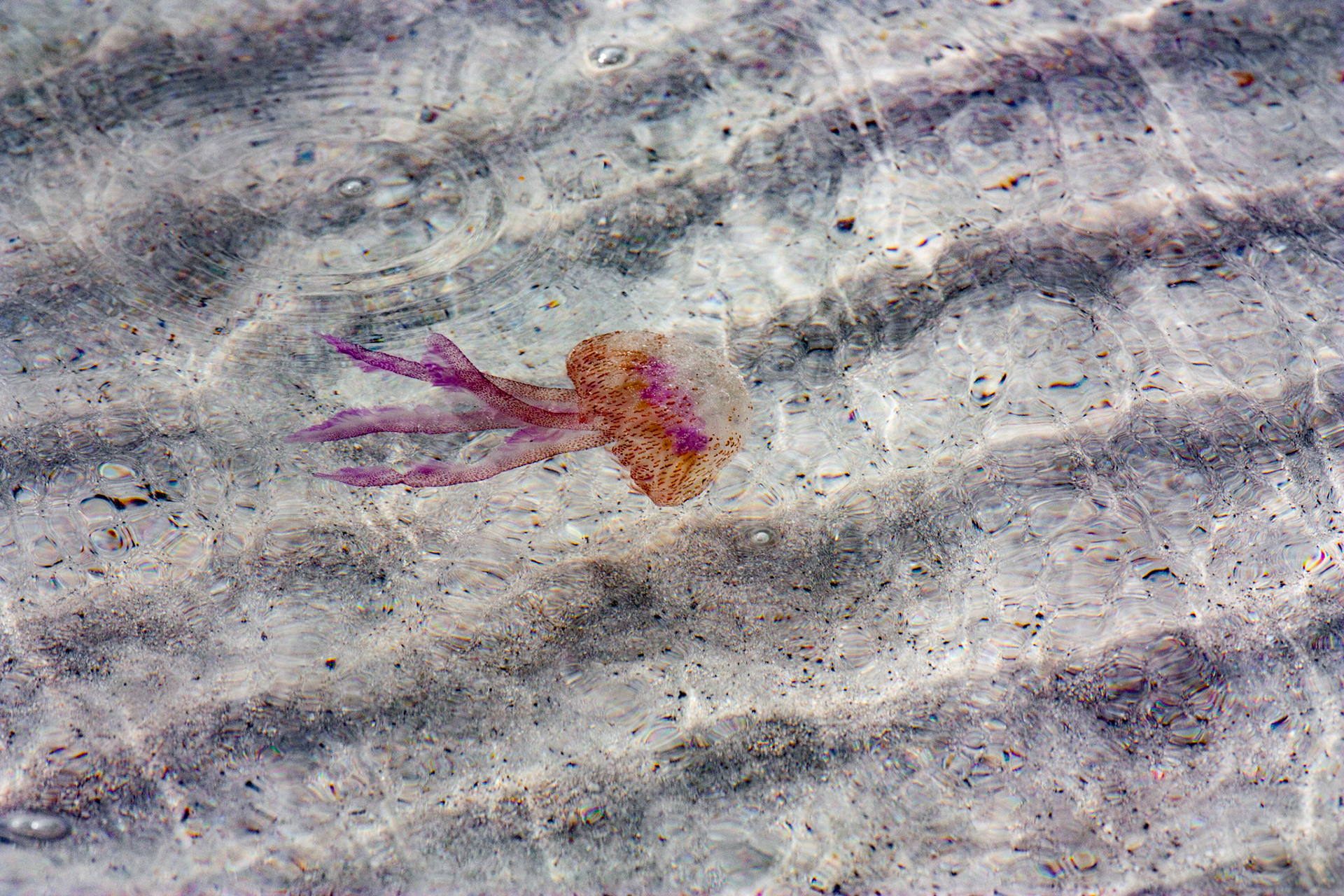 Méduse de la famille des Pelagiidae en Corse