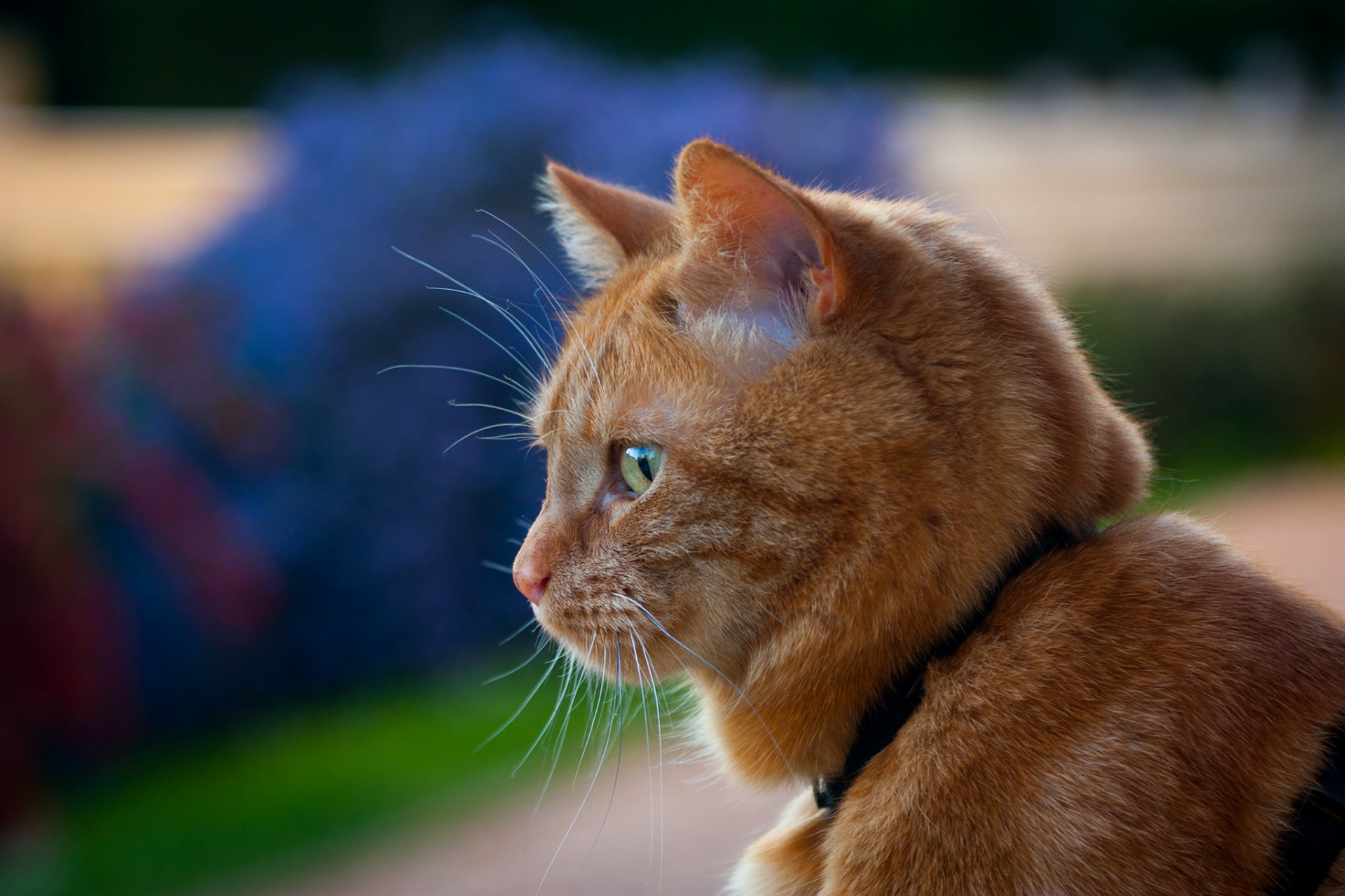 Rousty le chat beauté