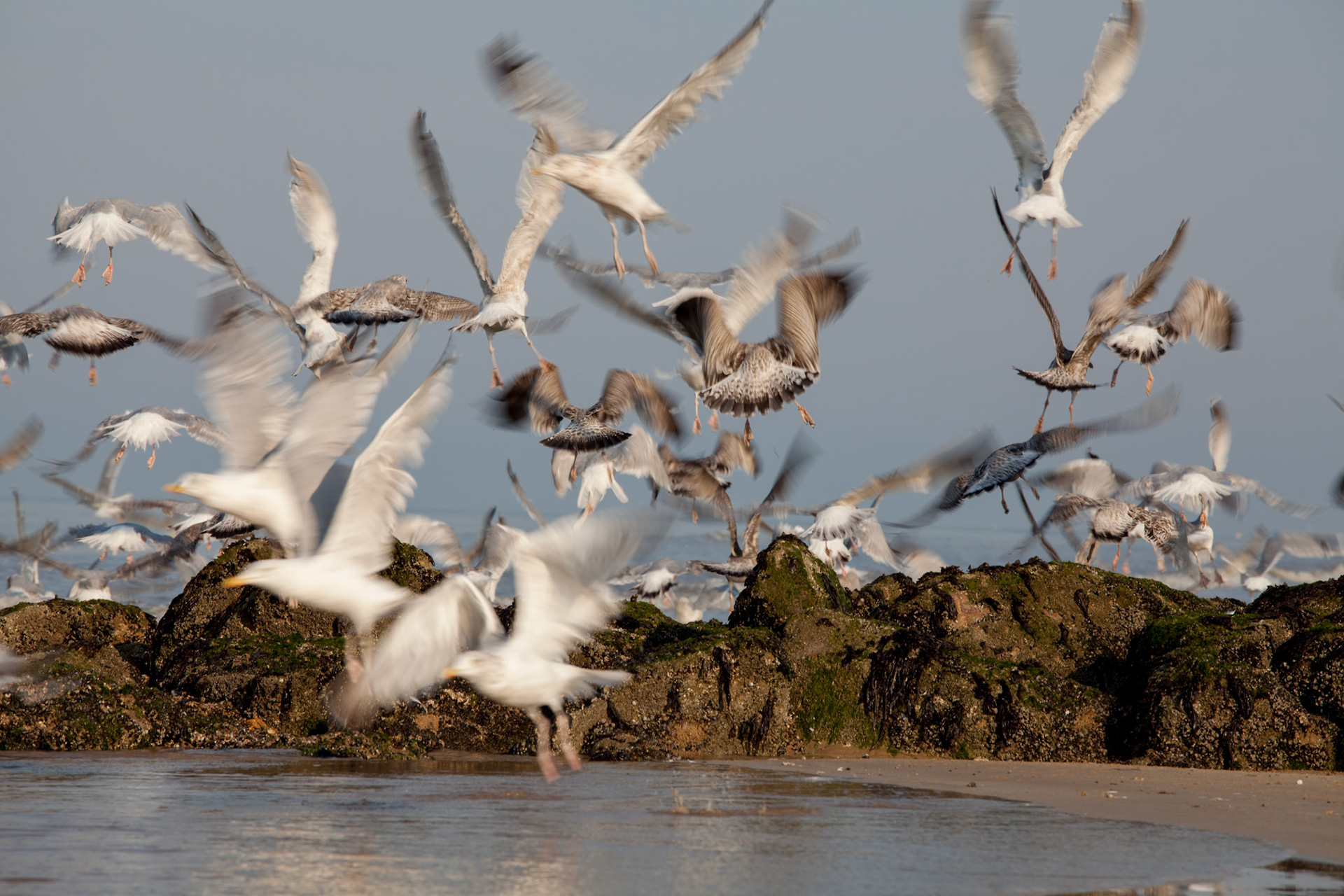 Mouettes sur une côte Vendéenne