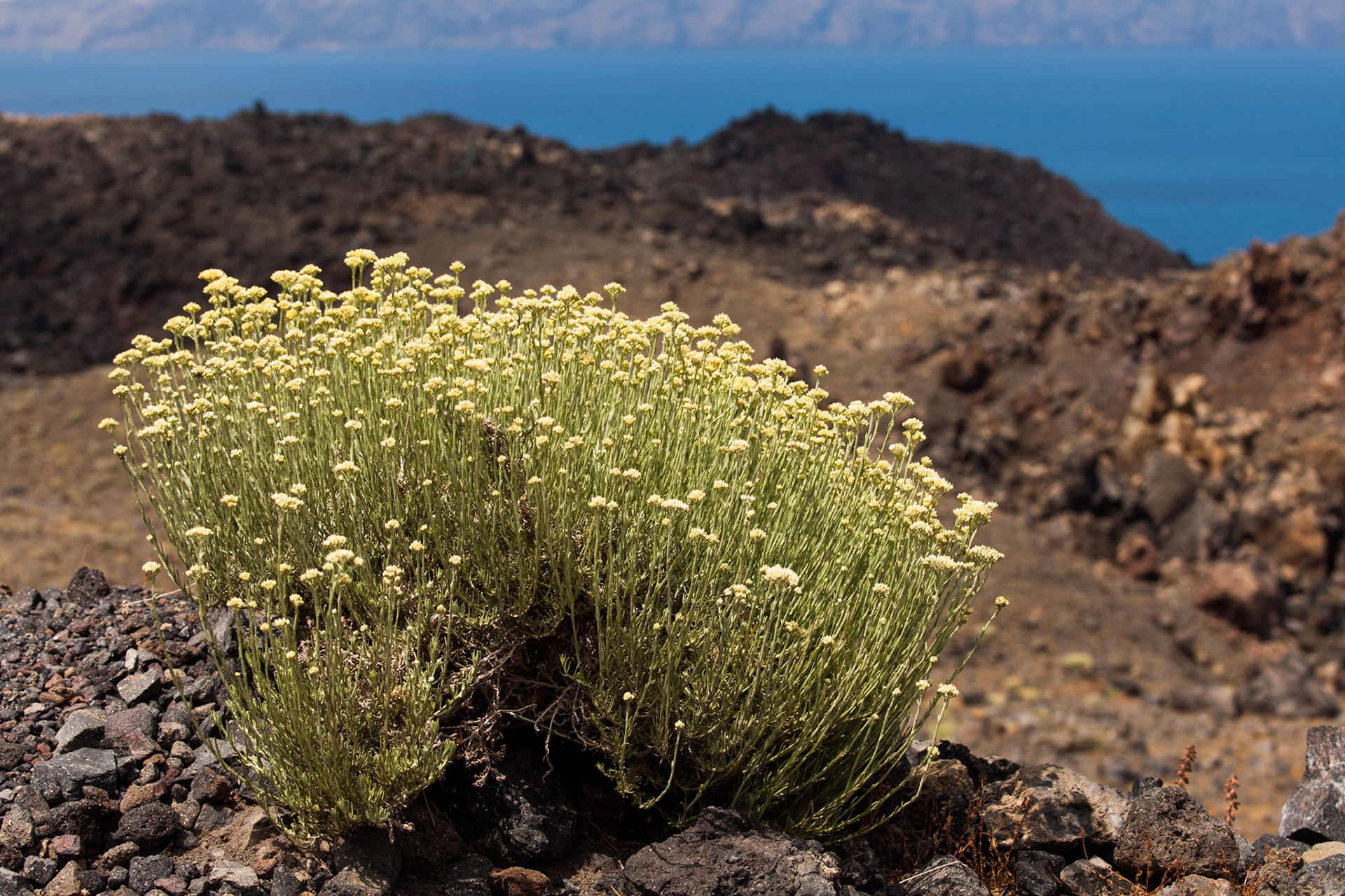 Des fleurs poussant sur l''îlot volcanique Nea Kameni à Santorin