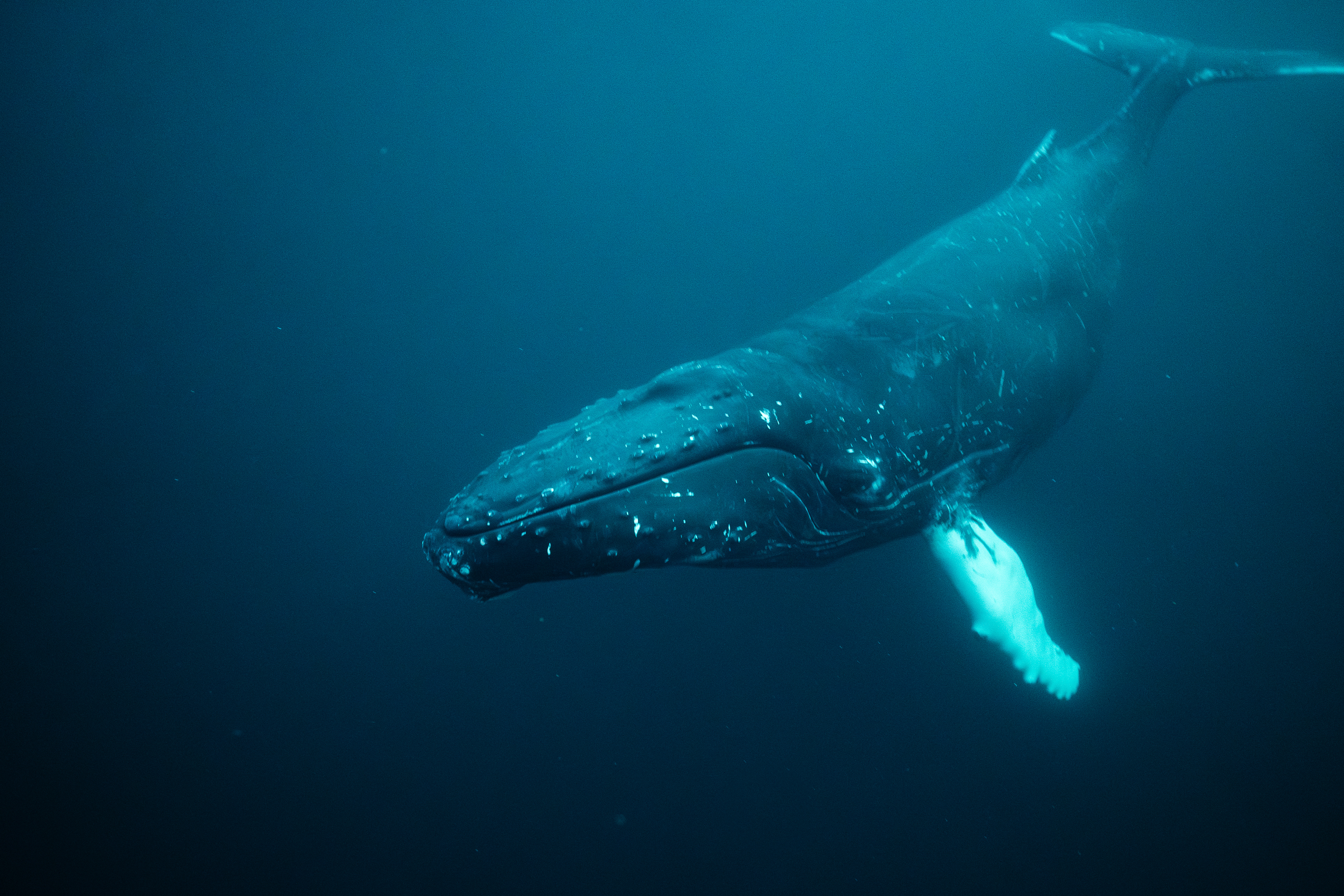 Humpback Whale in Norway