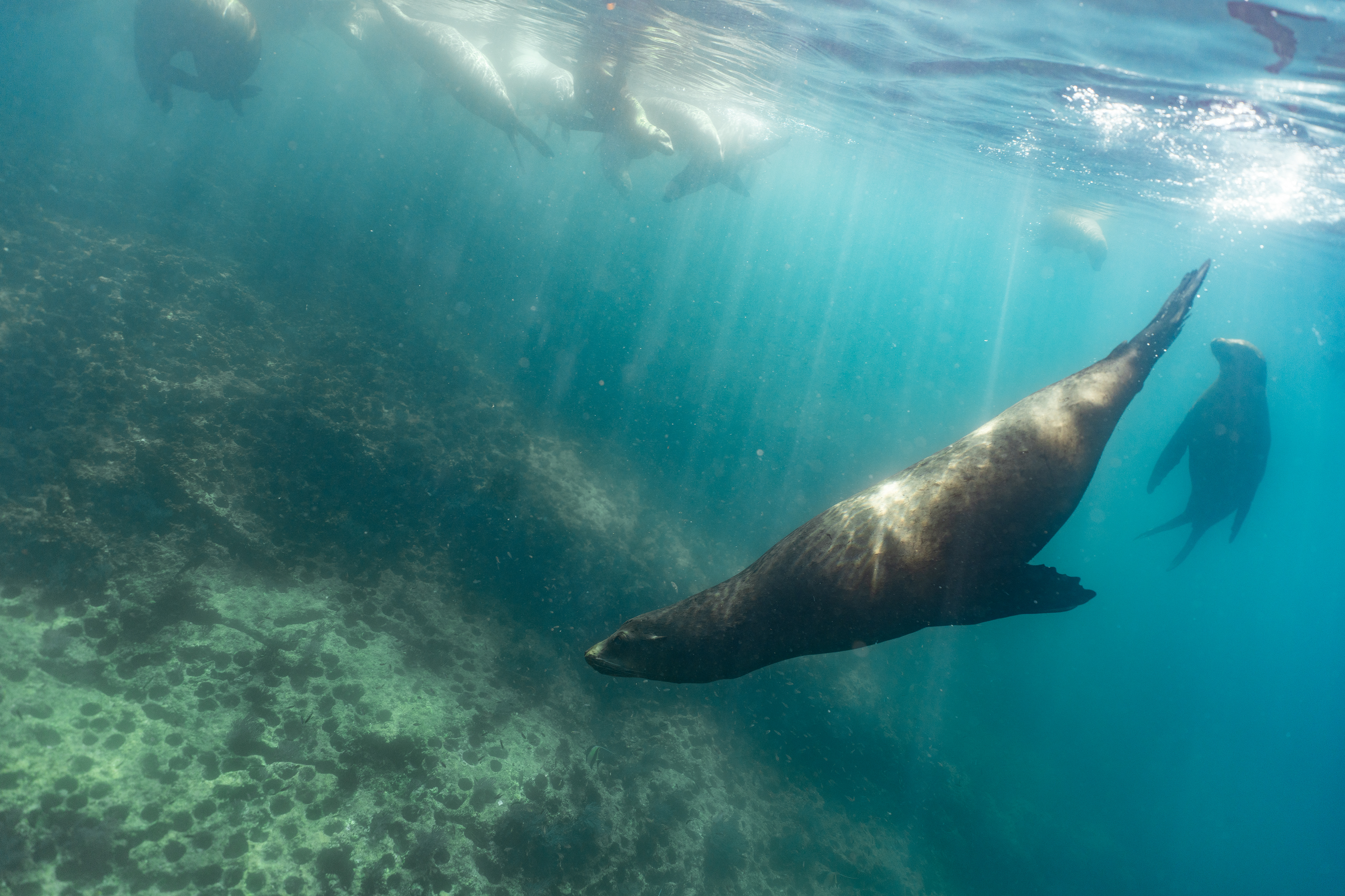 Sea Lions in Baja