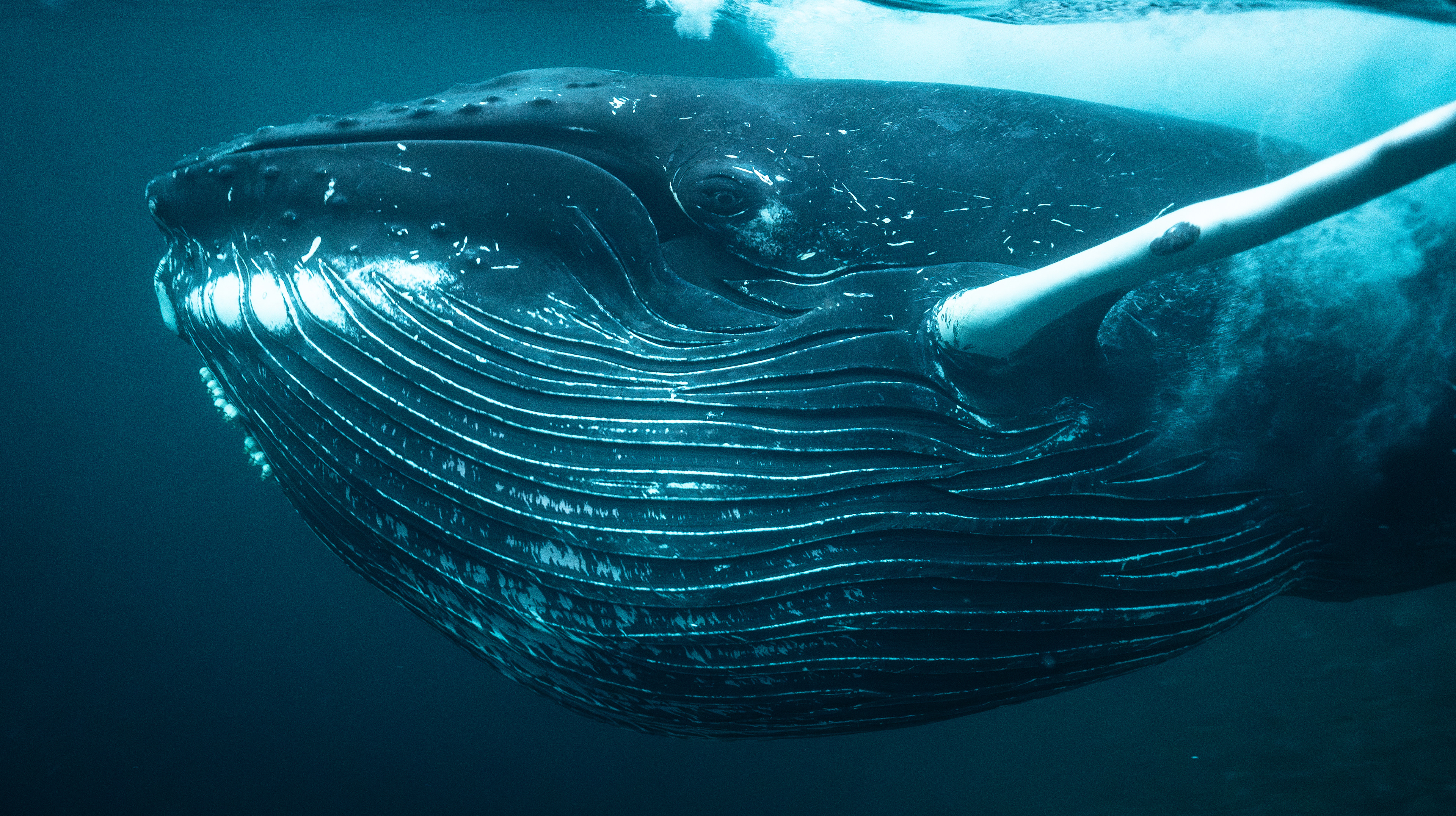 Humpback Whale in Norway