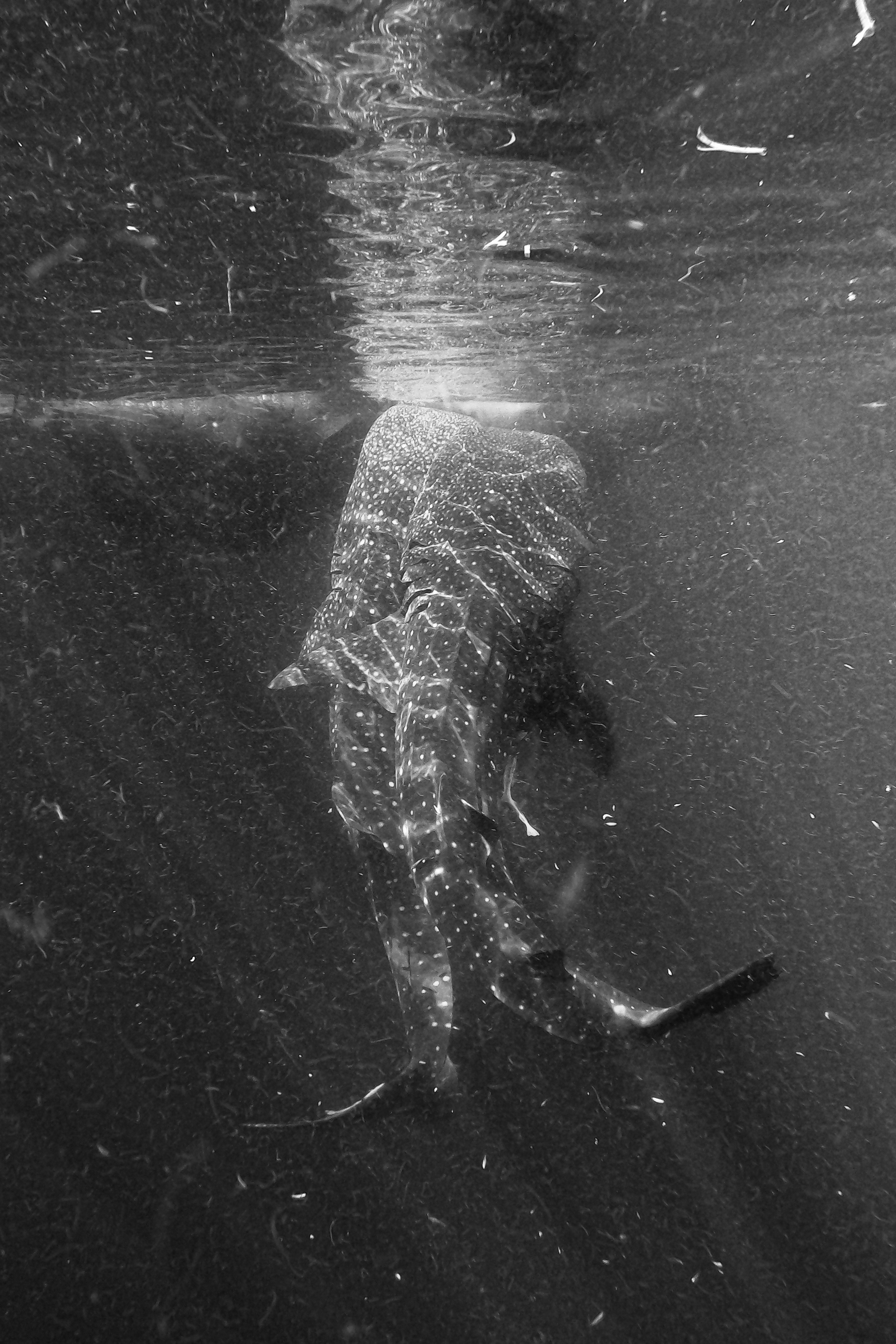 Whale Shark in Indonesia