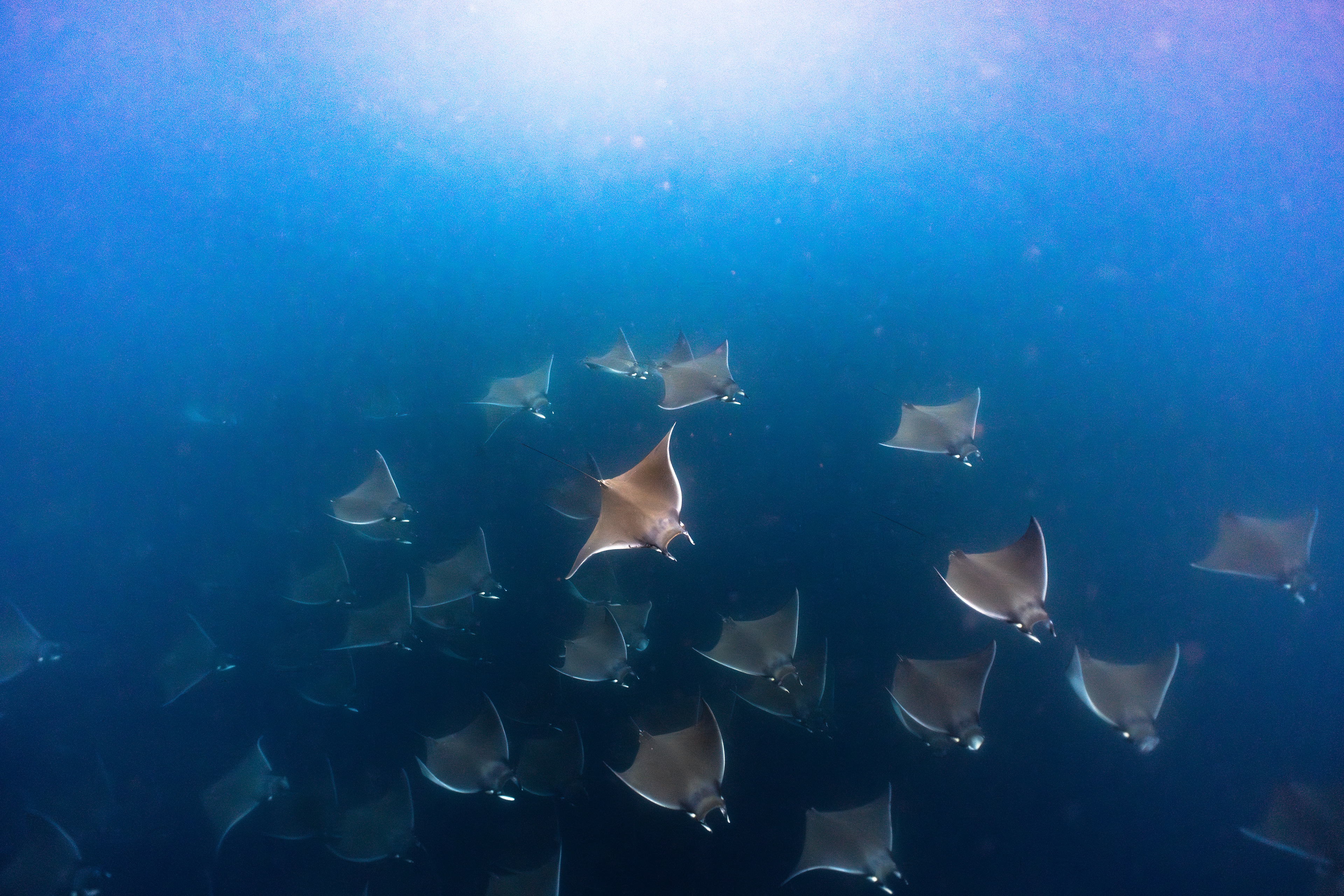 Mobula Rays in Baja