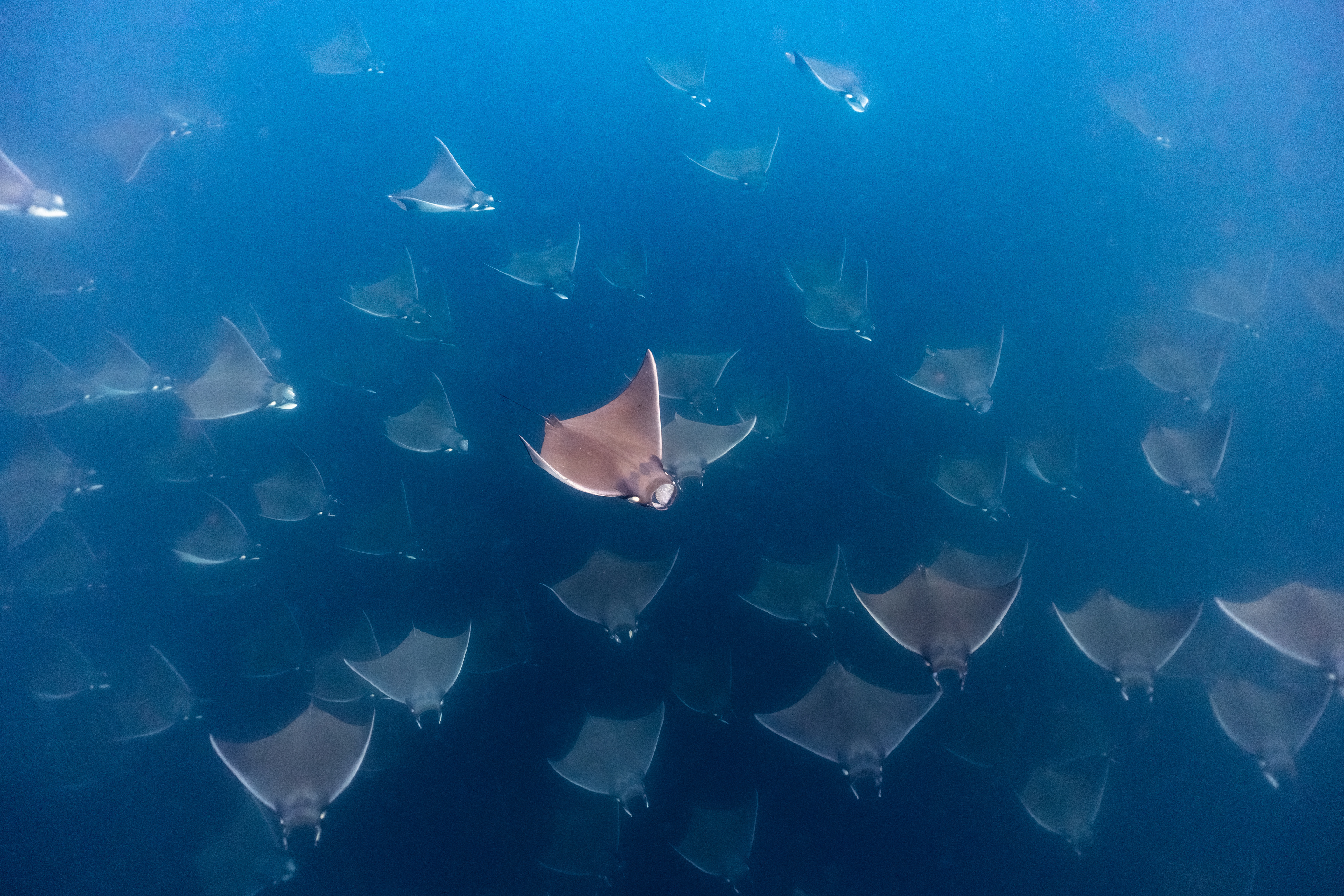 Mobula Rays in Baja