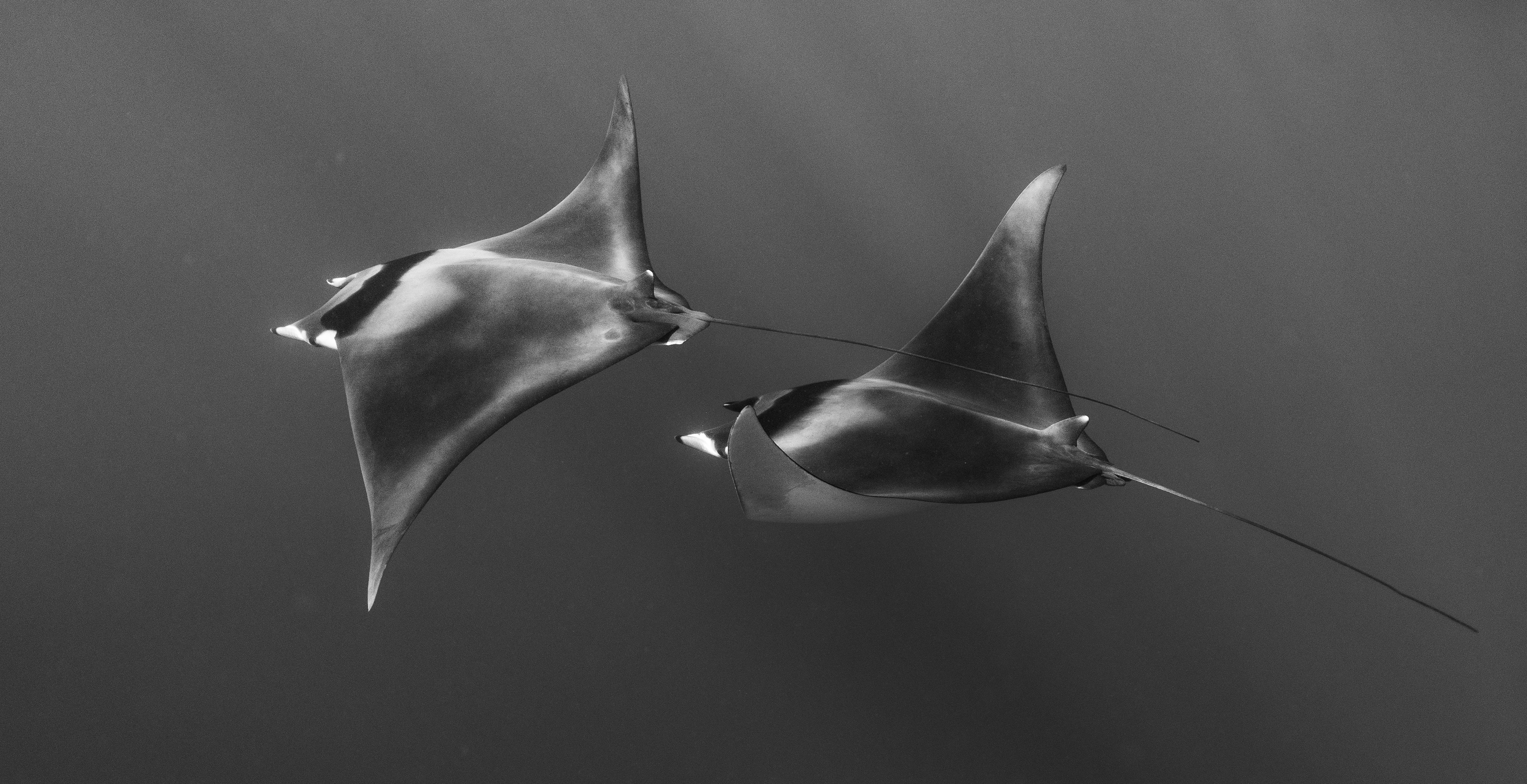 Mobula Mobula Rays in Baja