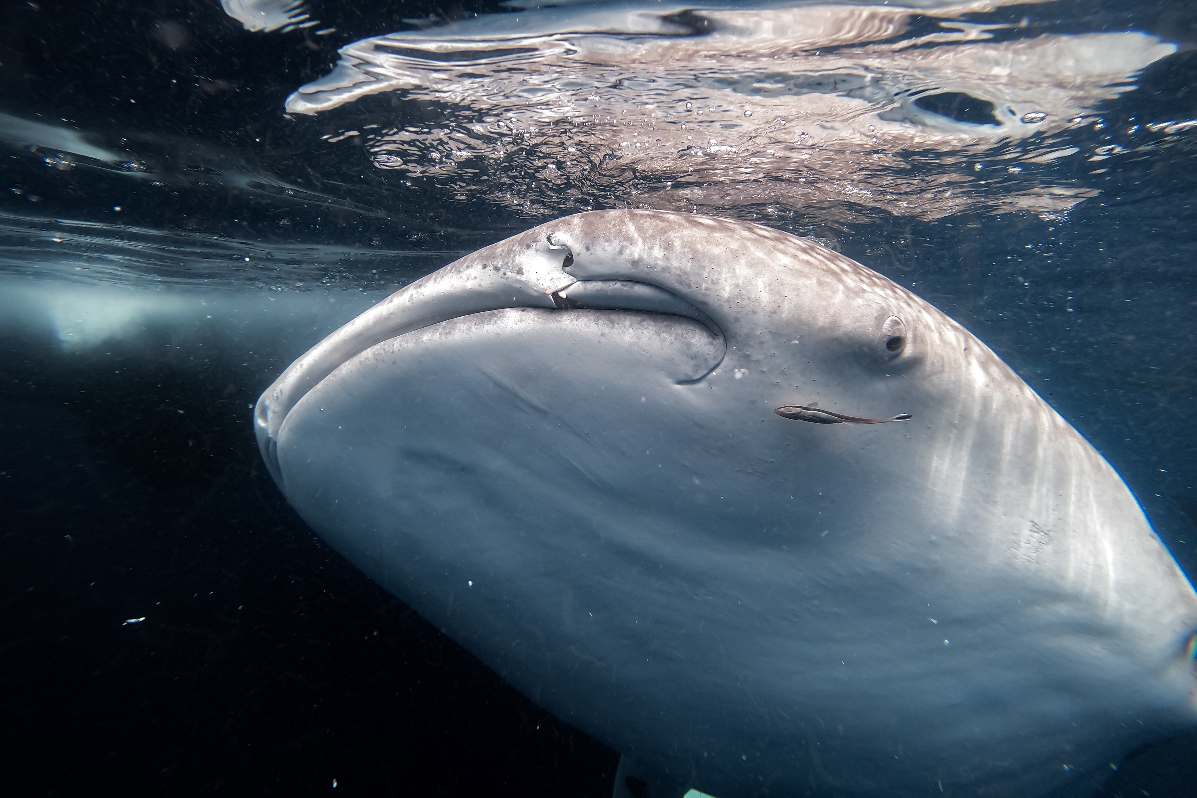 Whale Shark in Indonesia
