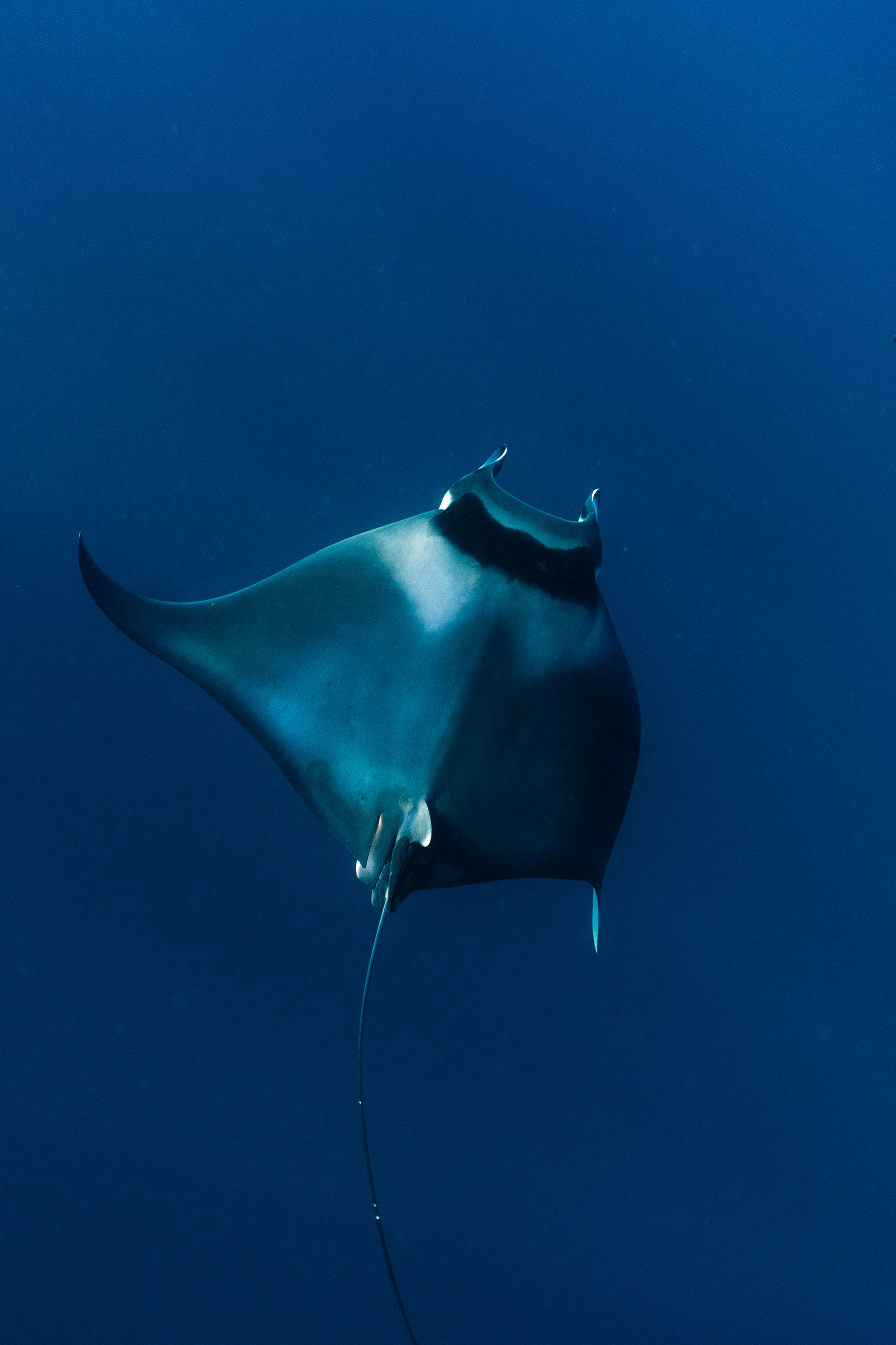 Mobula Mobula Ray in Baja
