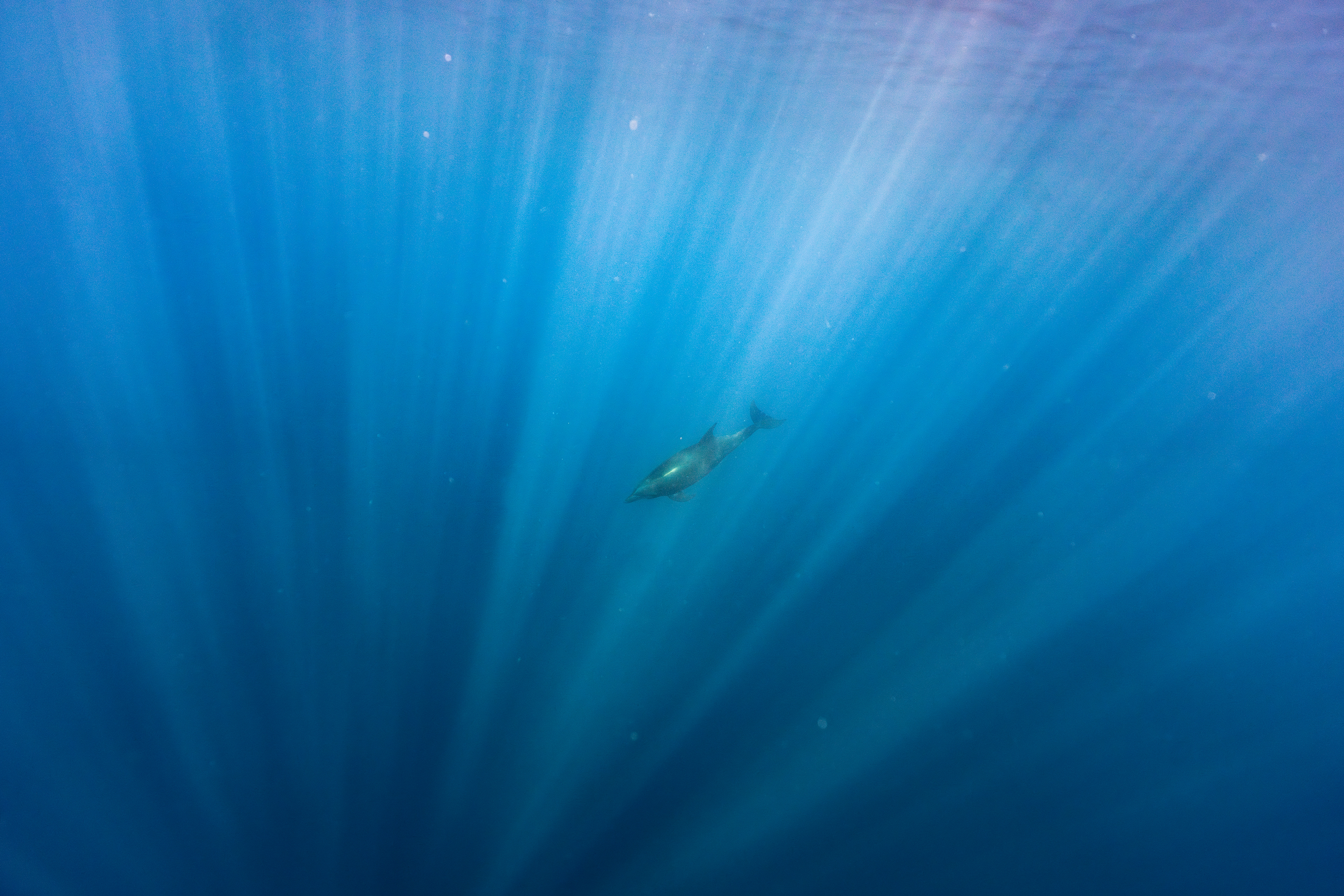 Dolphin in Baja