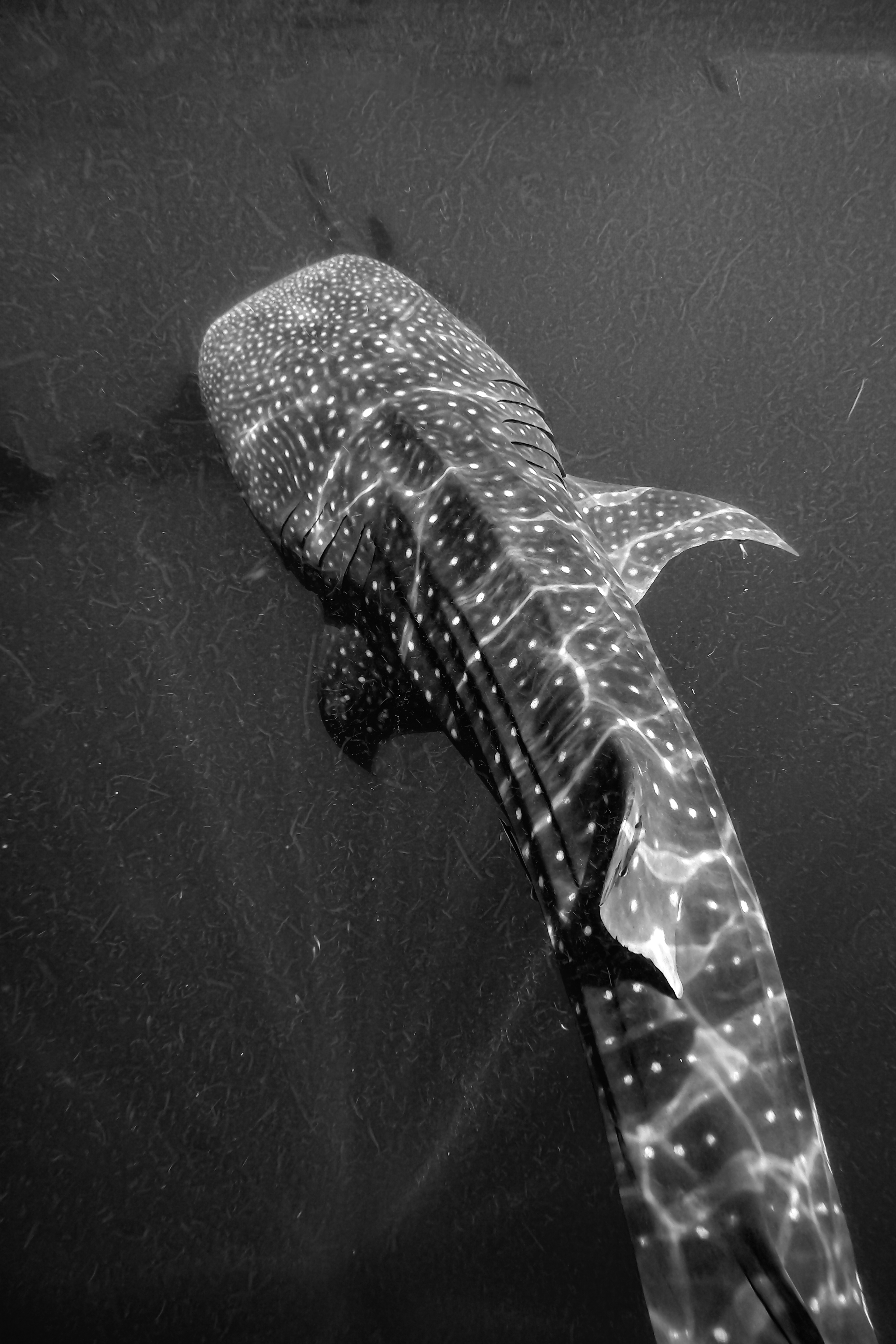 Whale Shark in Indonesia