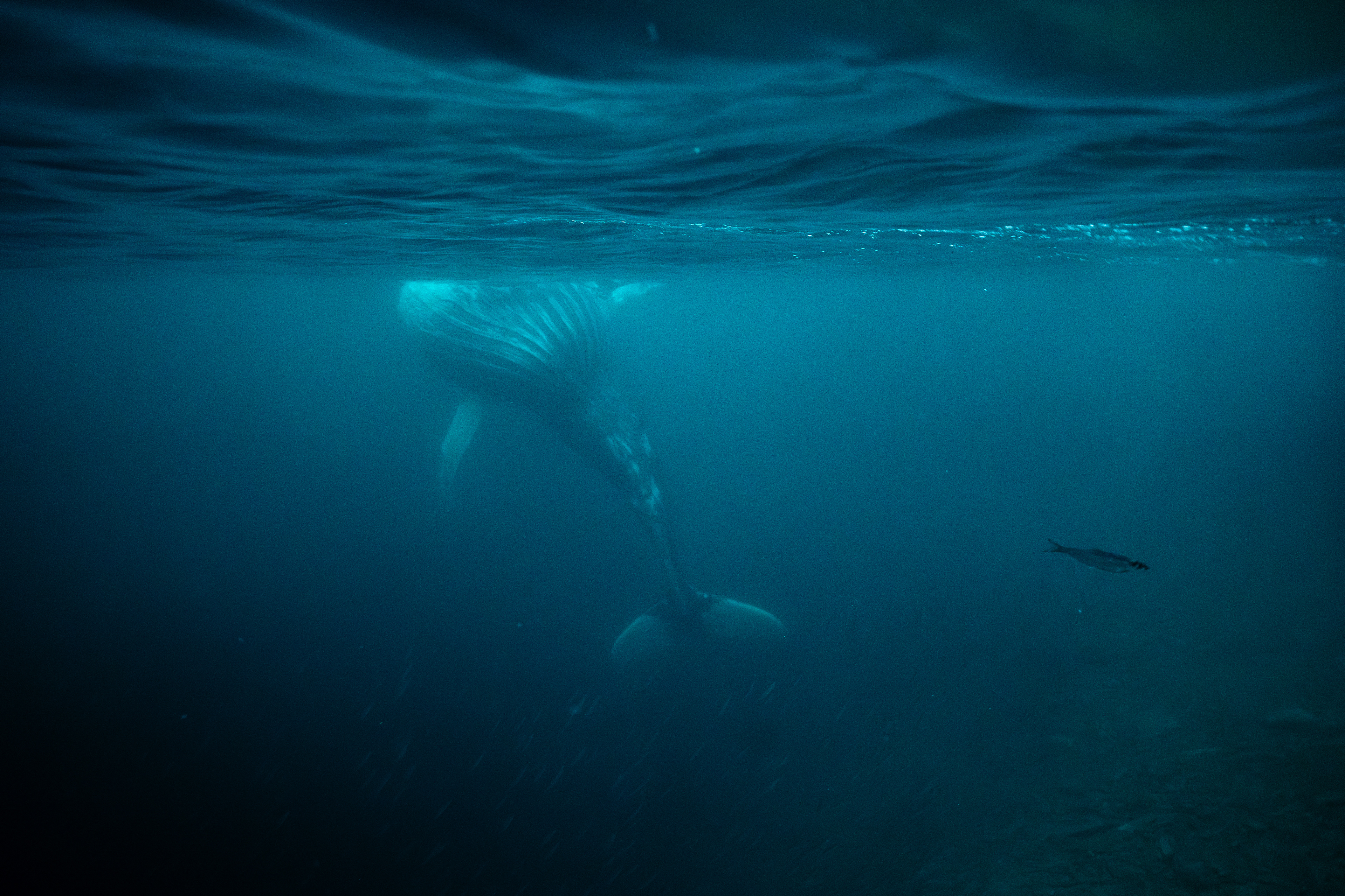 Humpback Whale feeding in Norway
