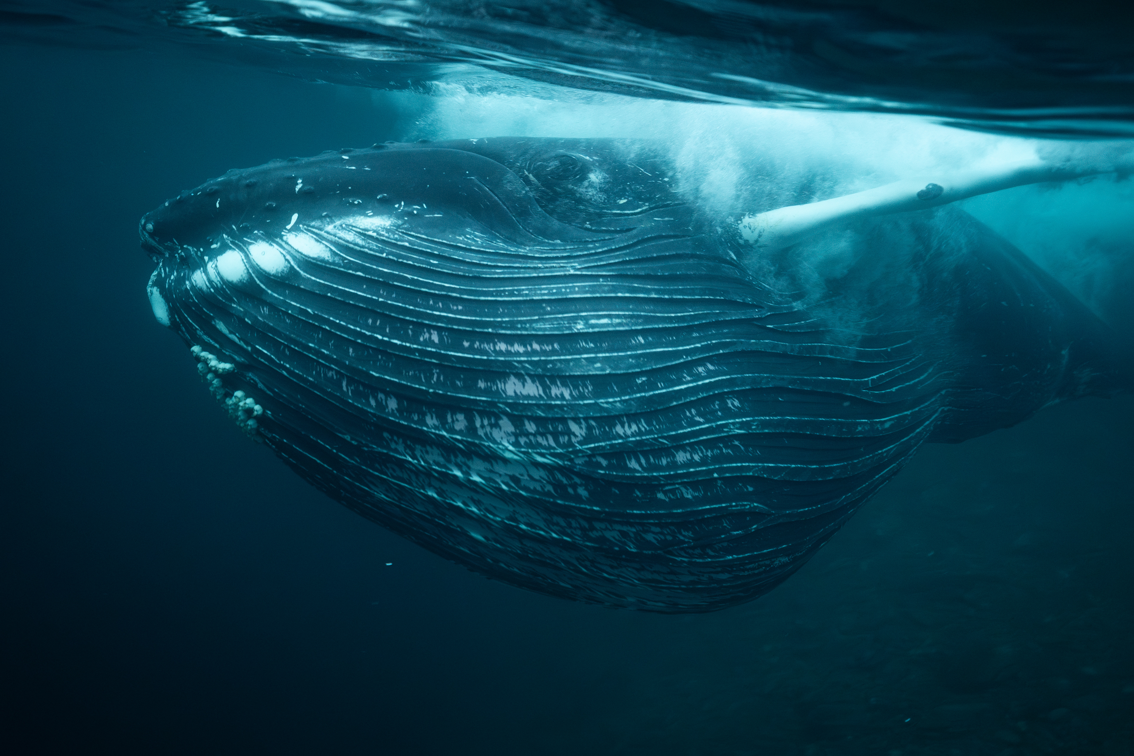 Humpback Whale feeding in Norway