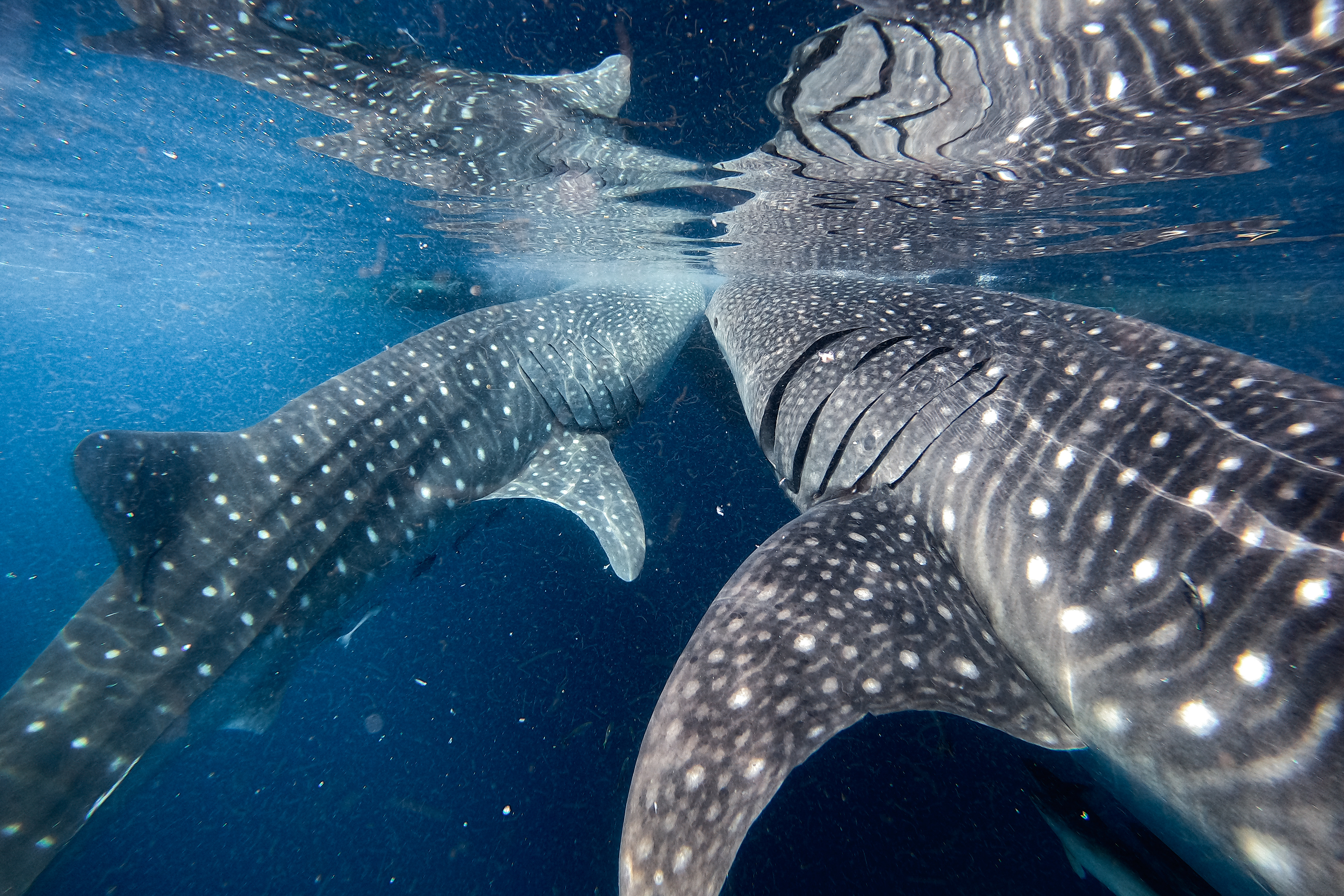 Whale Shark in Indonesia