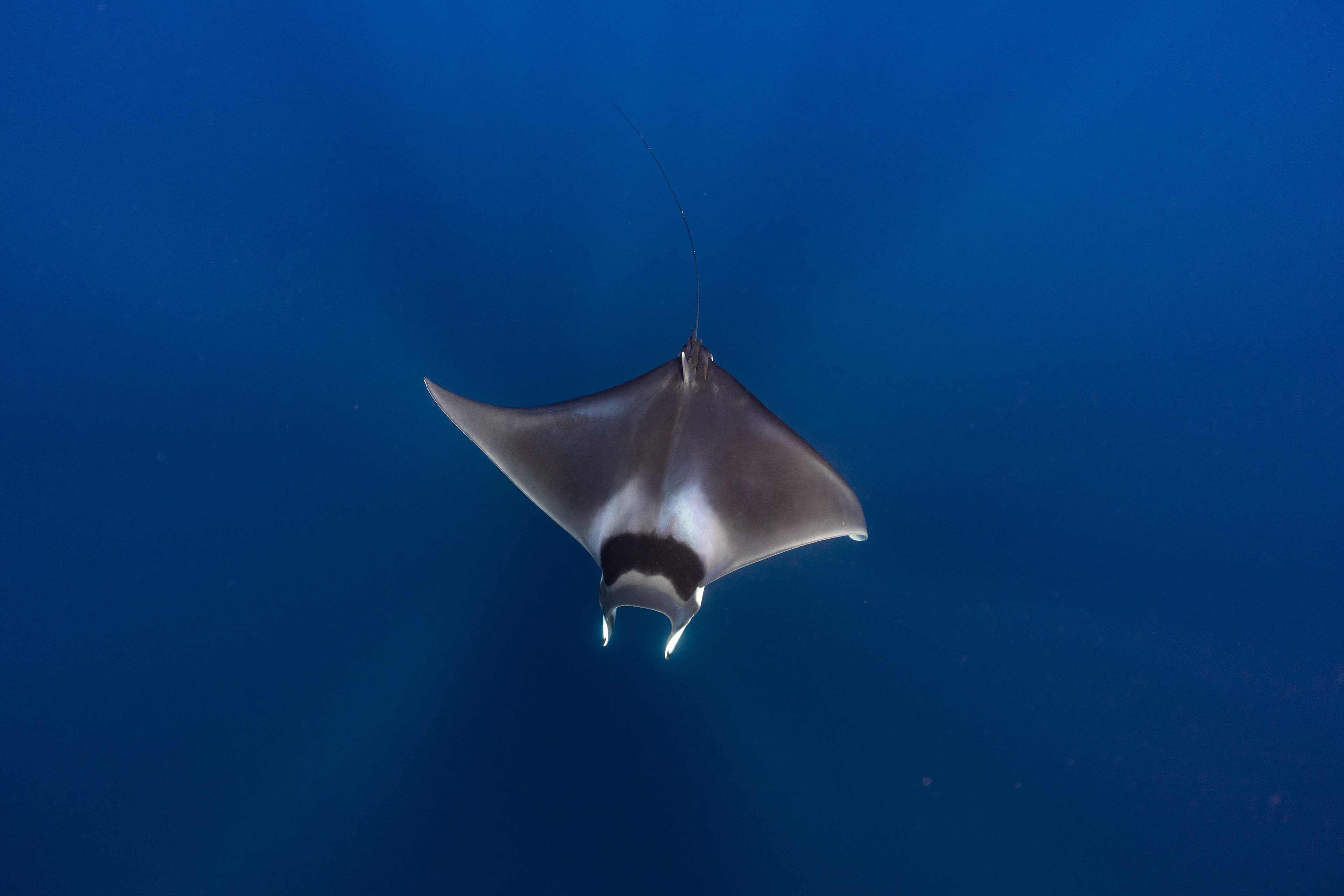 Mobula Mobula Ray in Baja