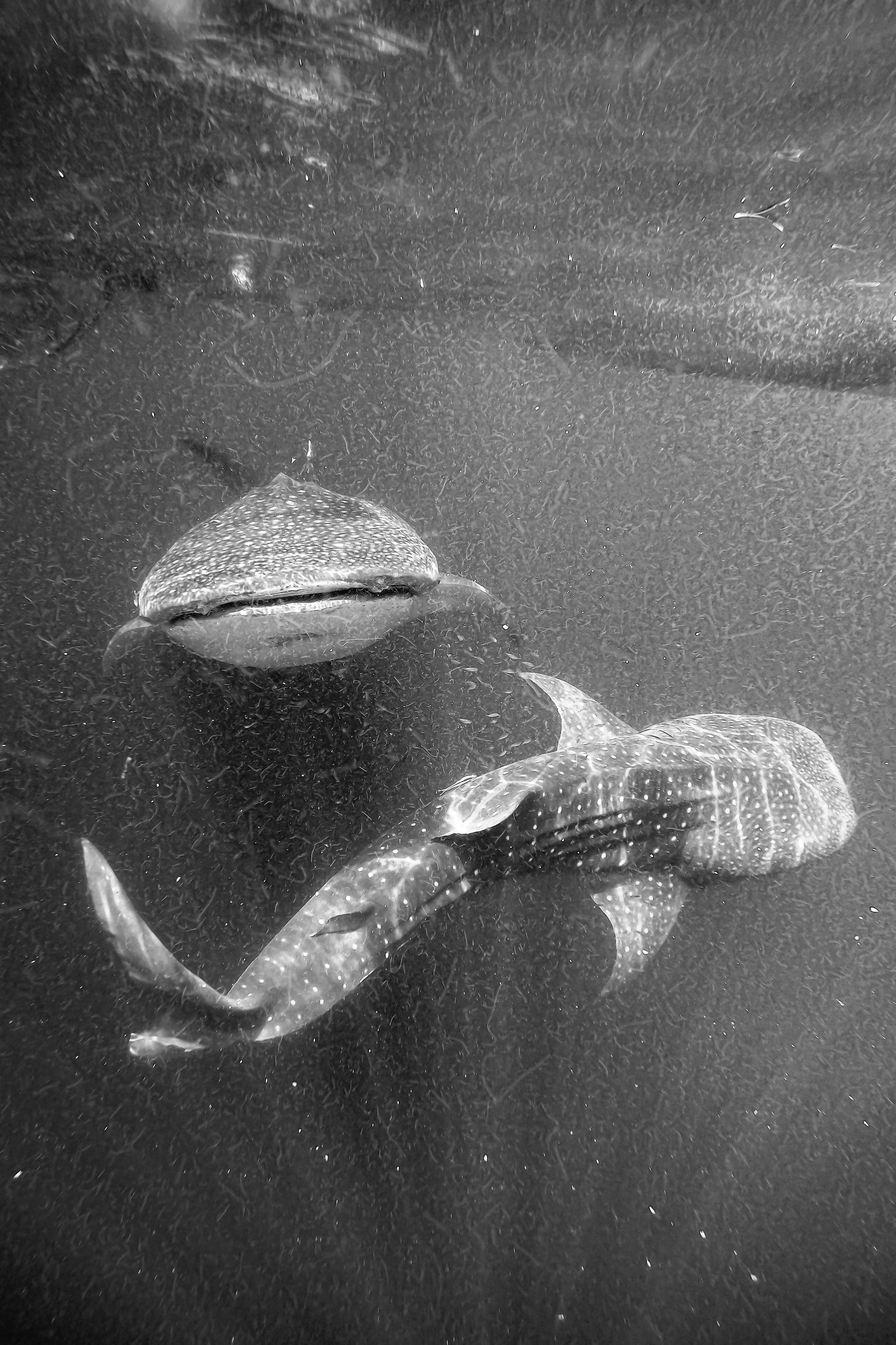 Whale Shark in Indonesia