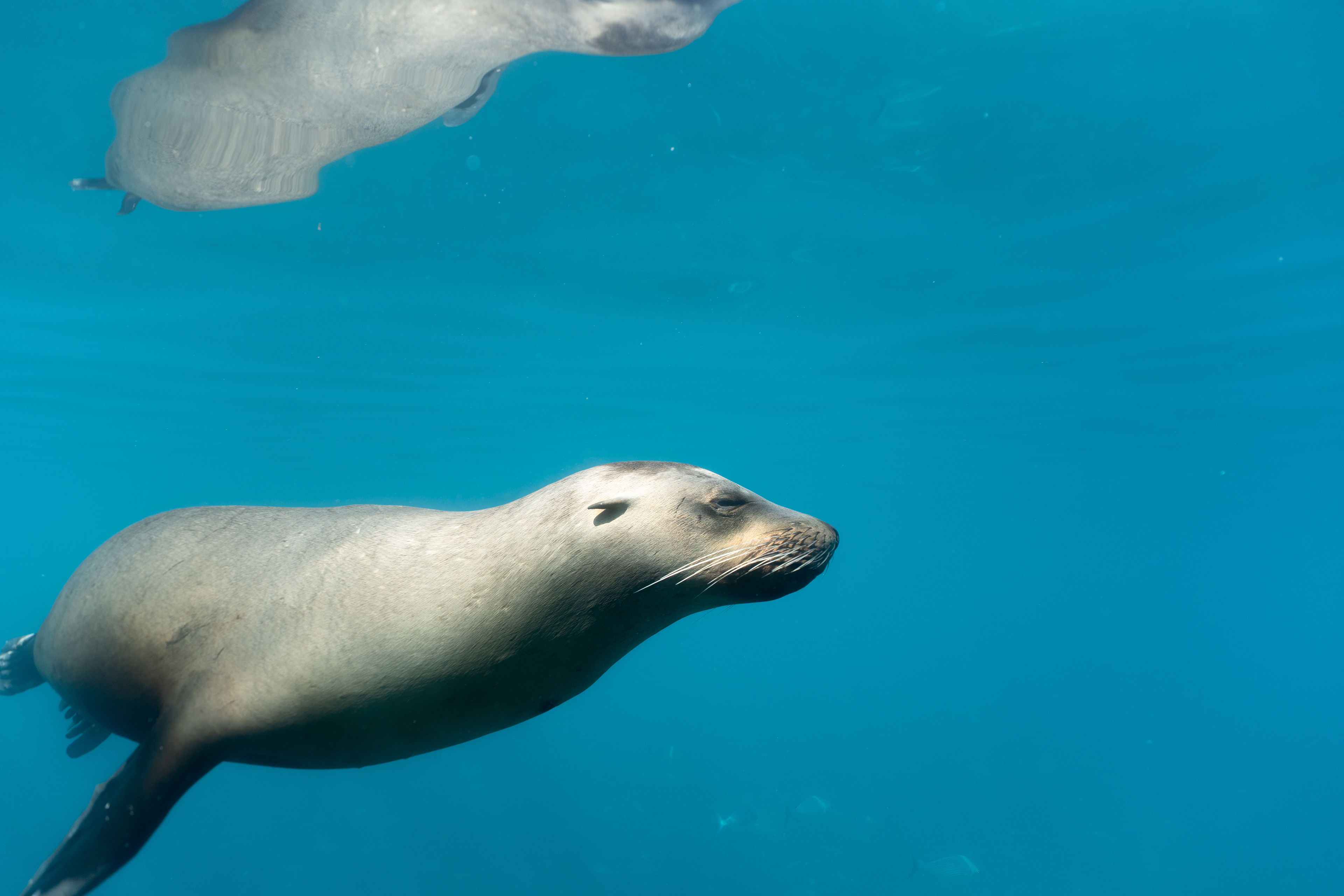 Sea Lions in Baja