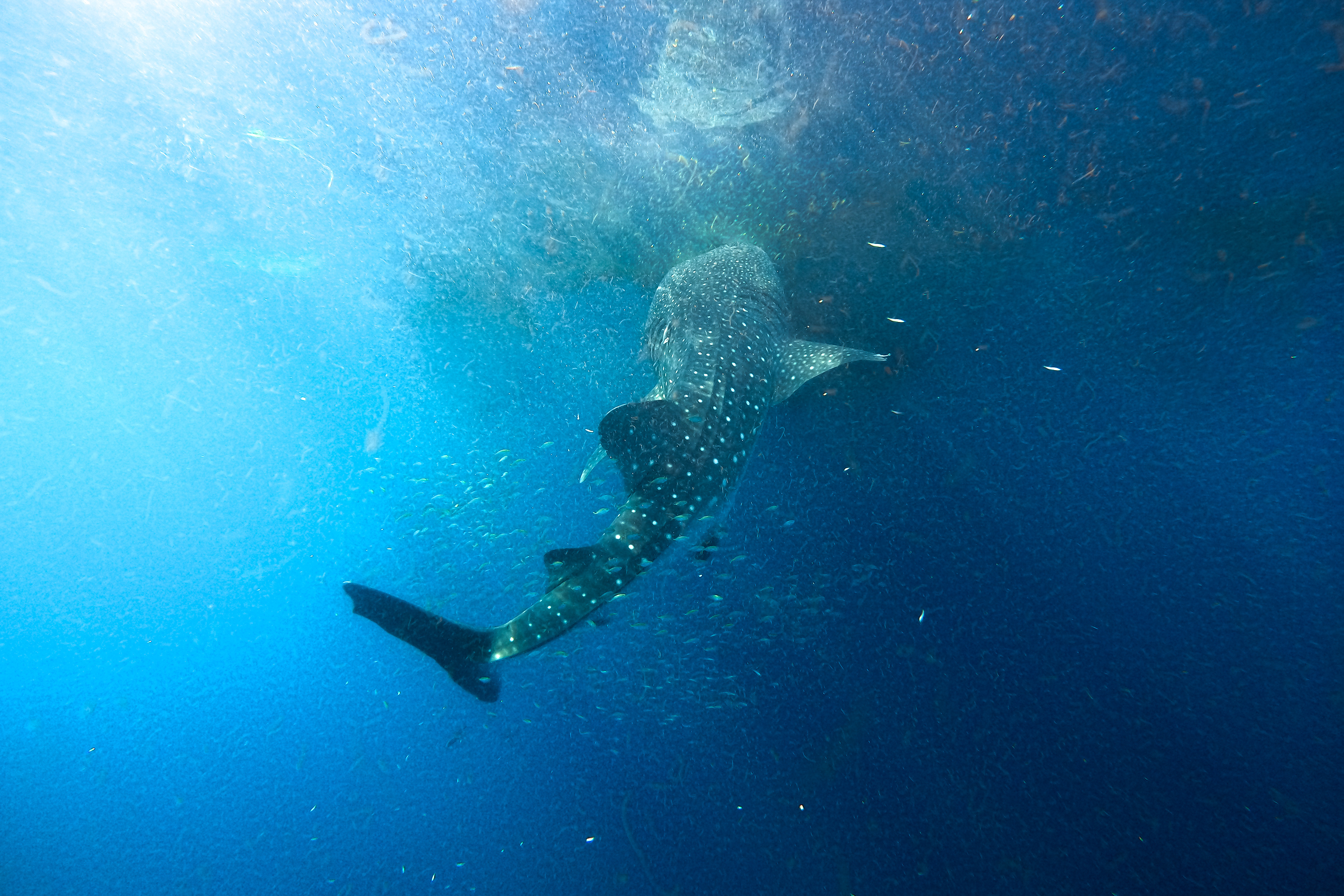 Whale Shark in Indonesia