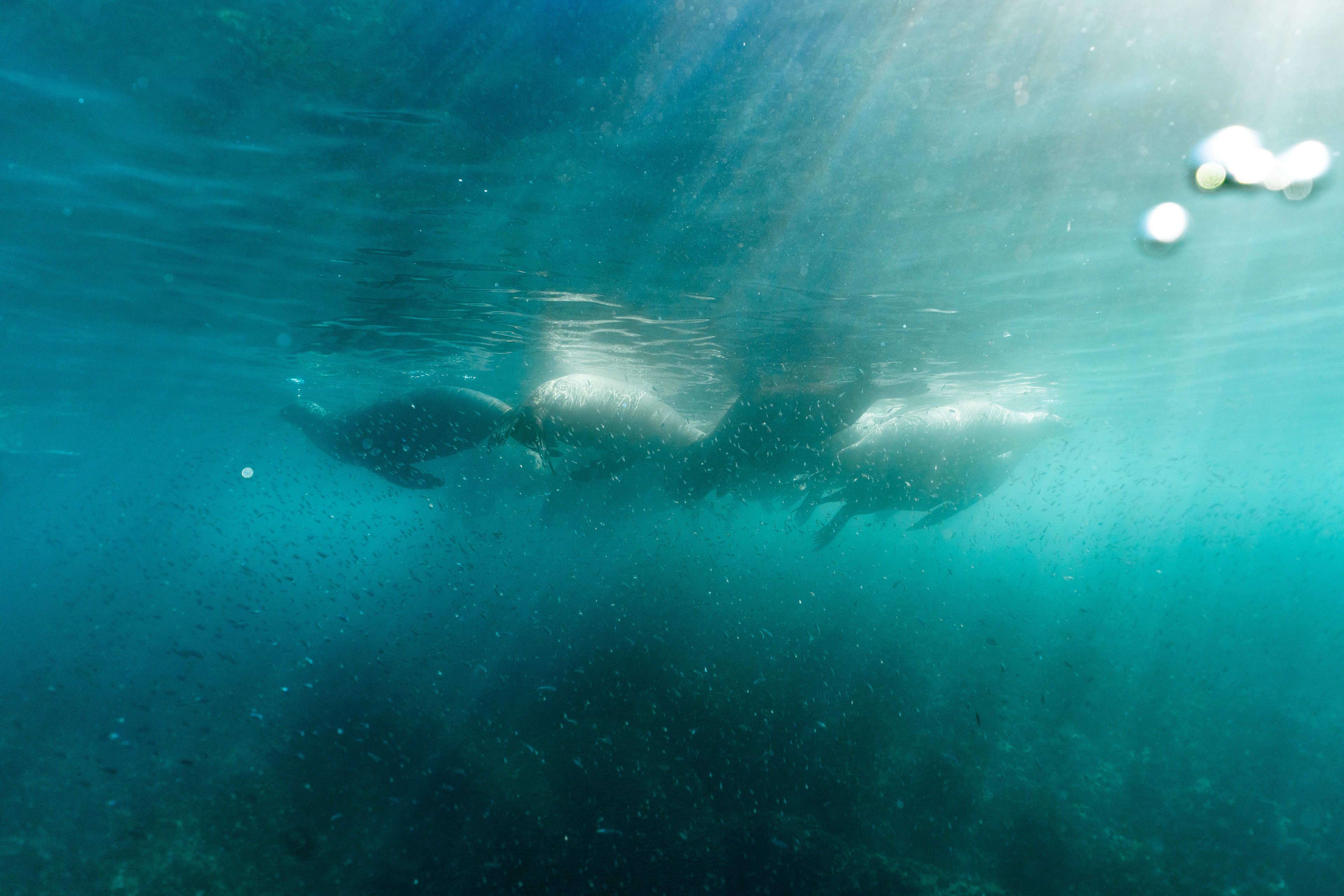 Sea Lions in Baja