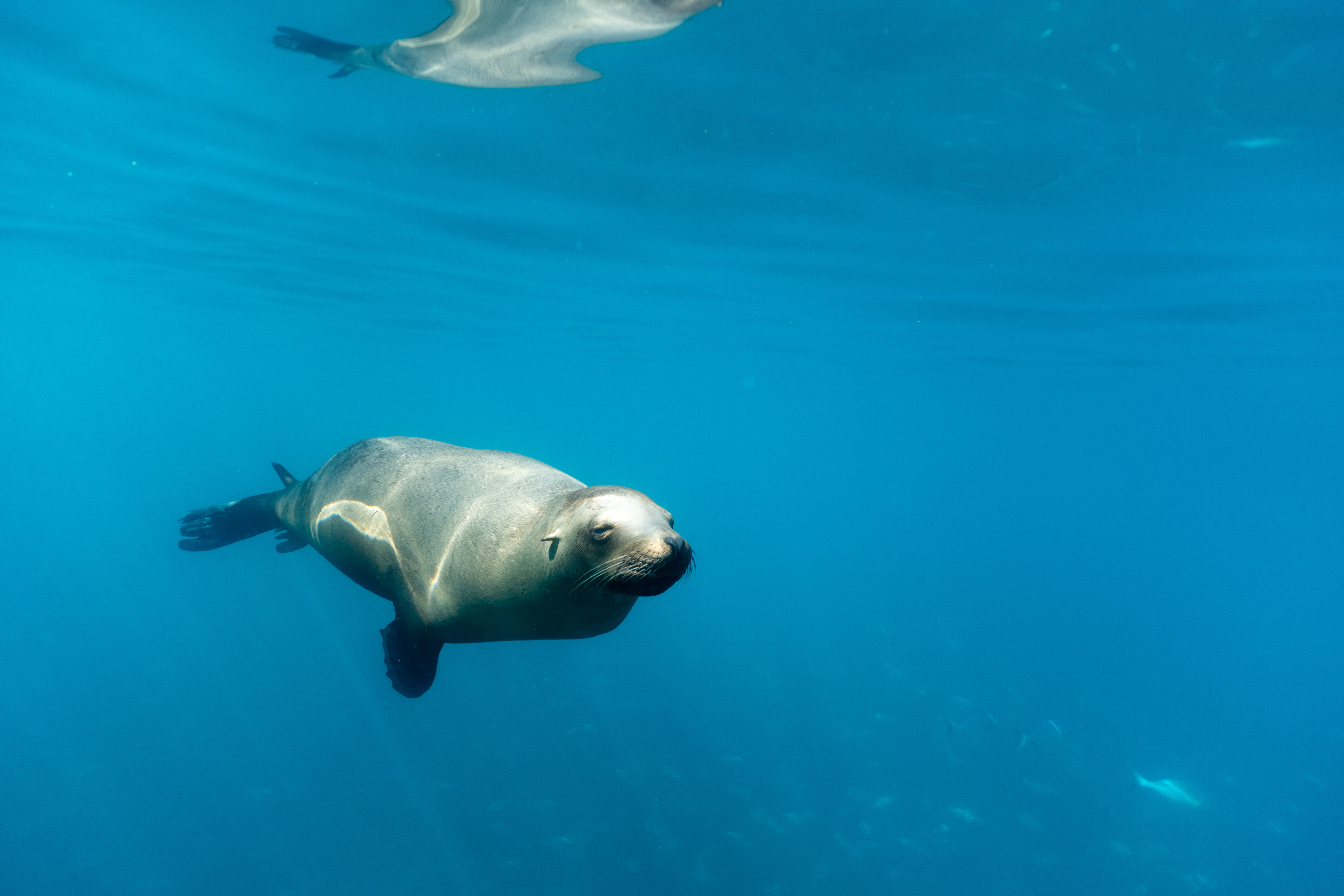 Sea Lions in Baja
