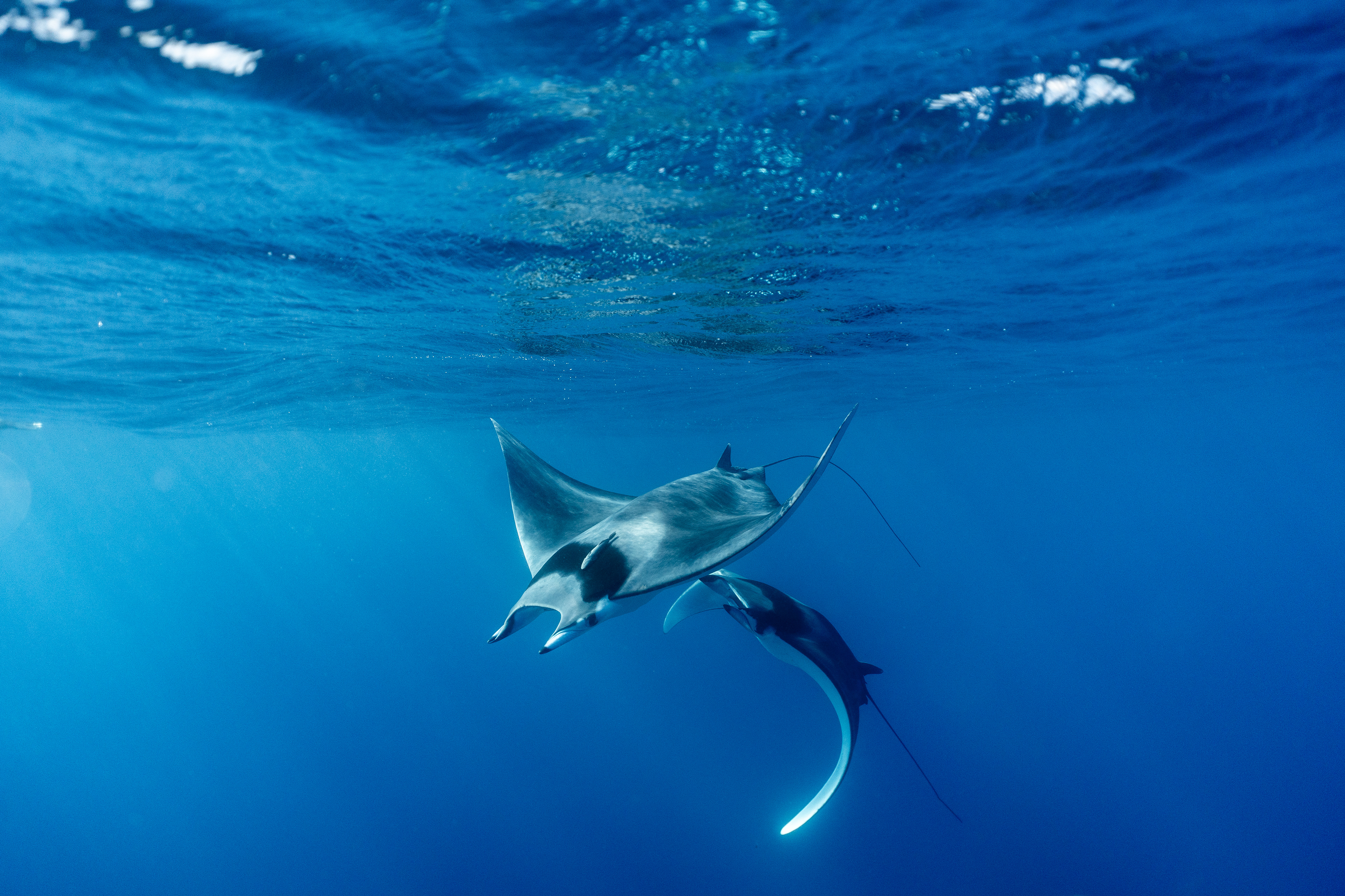 Mobula Mobula Rays in Baja