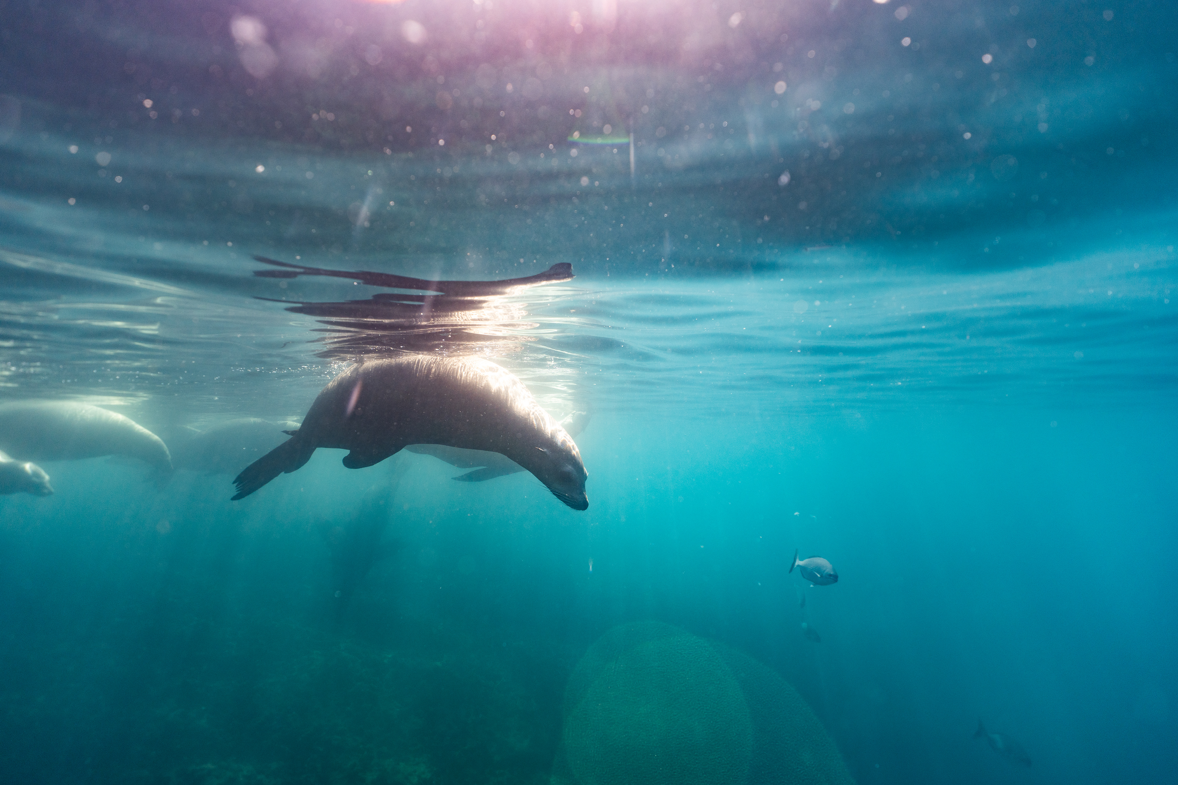 Sea Lions in Baja