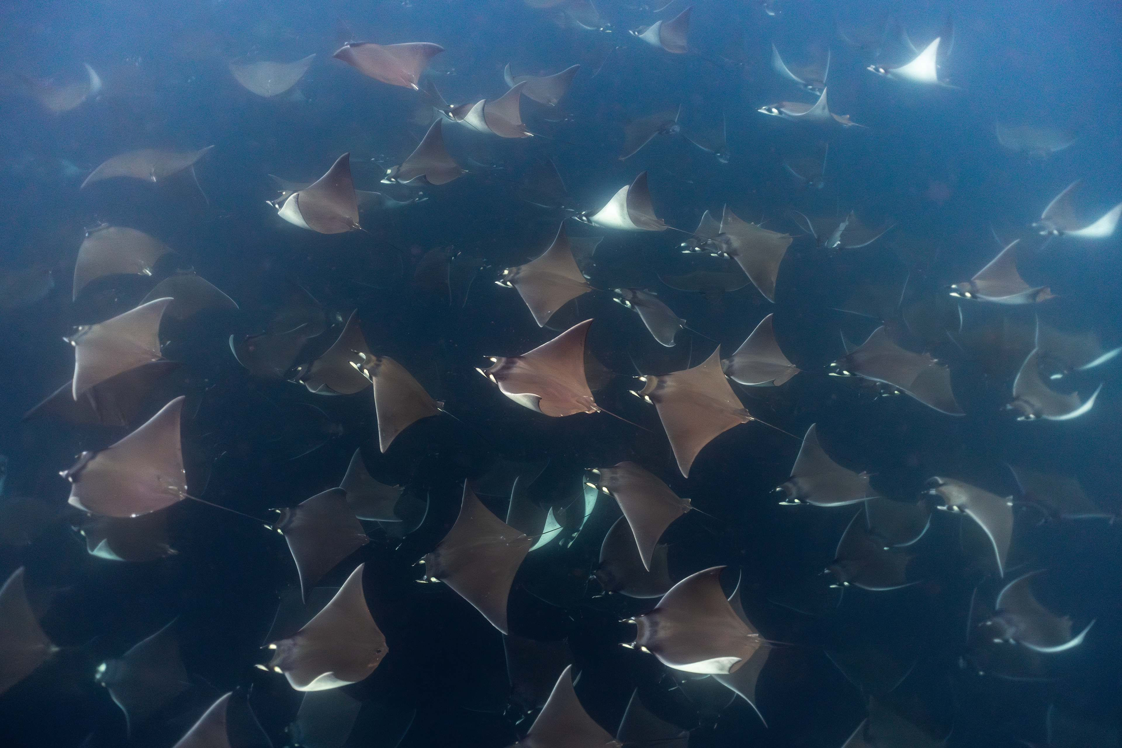 Mobula Rays in Baja