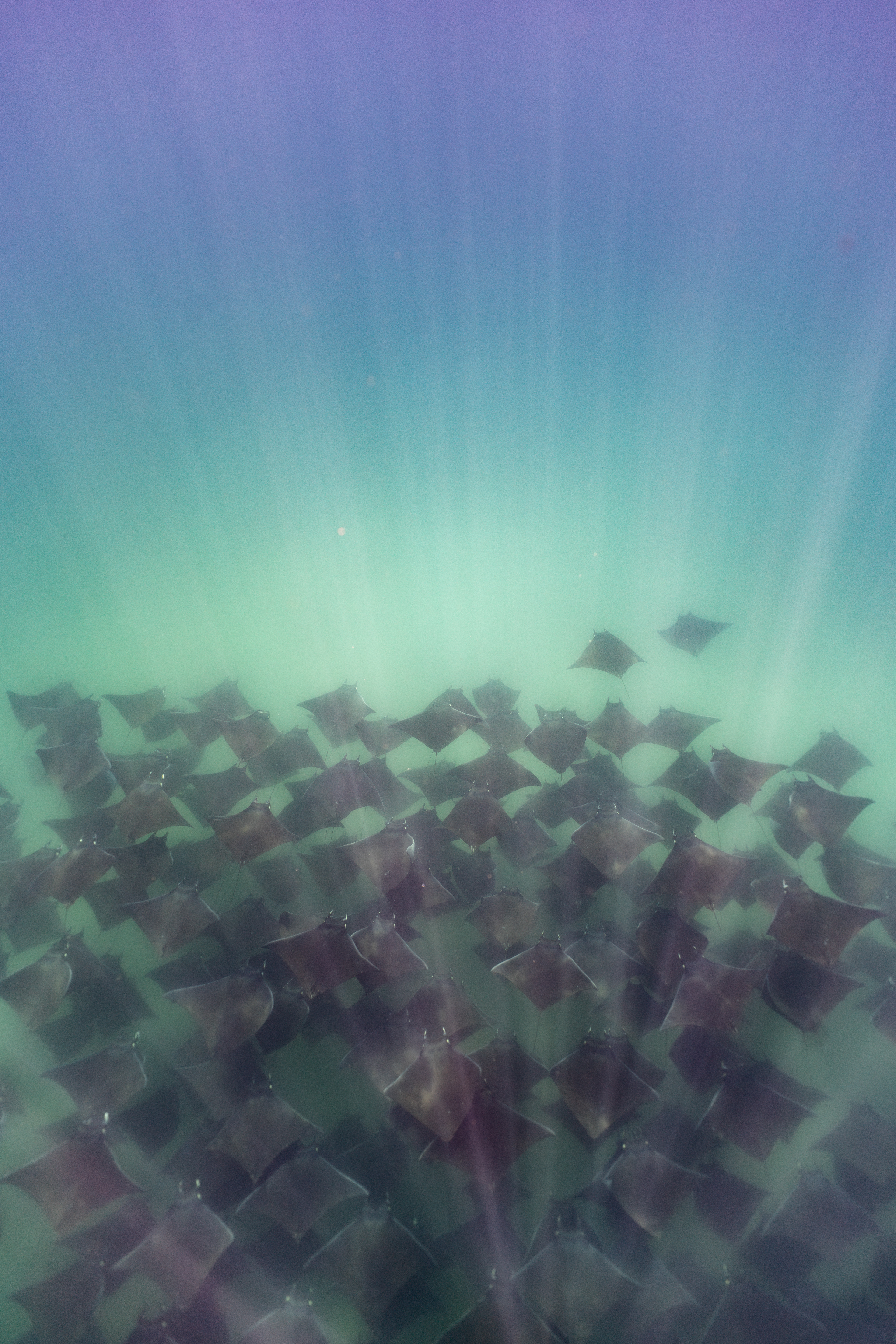 Mobula Rays in Baja