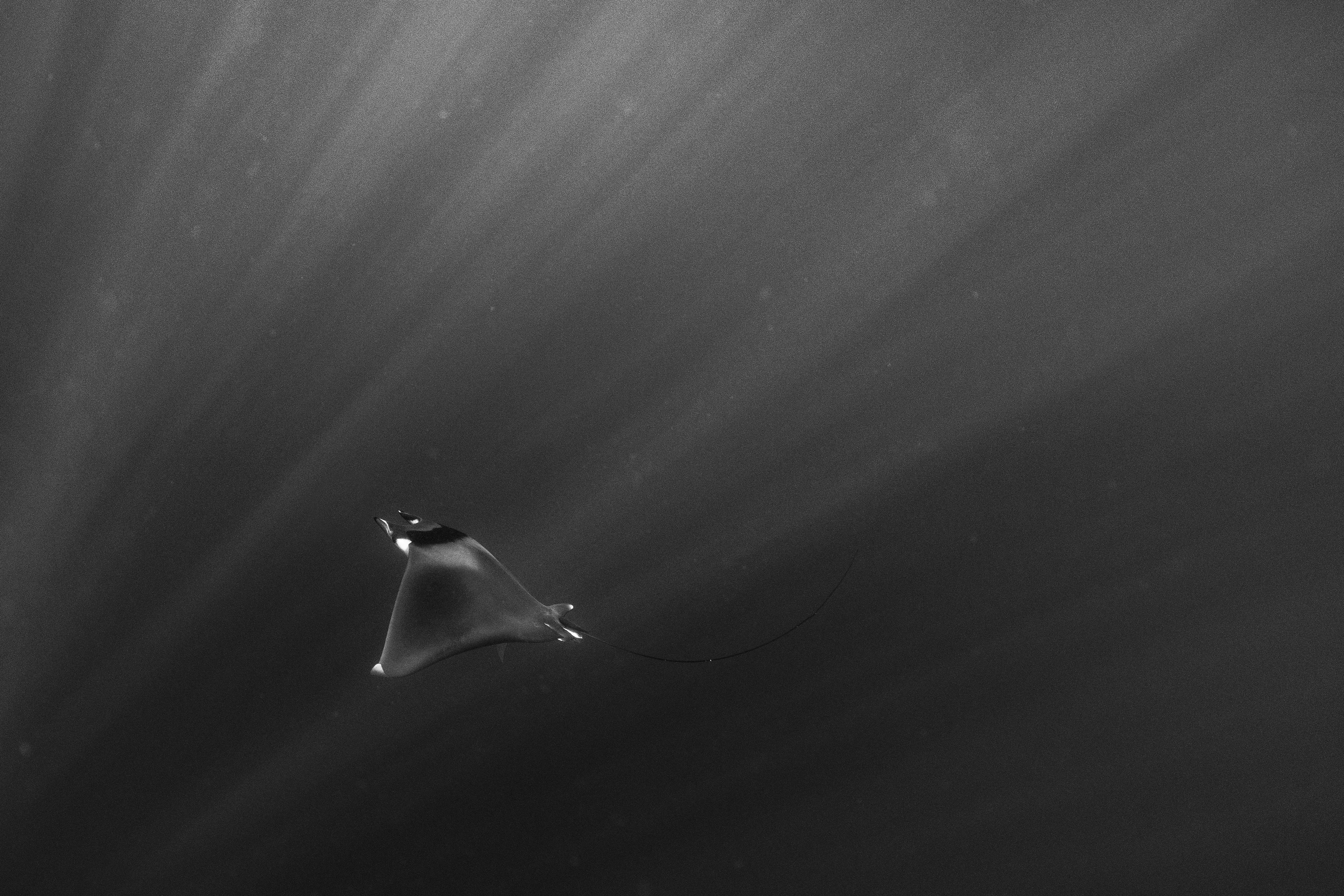 Mobula Mobula Ray in Baja