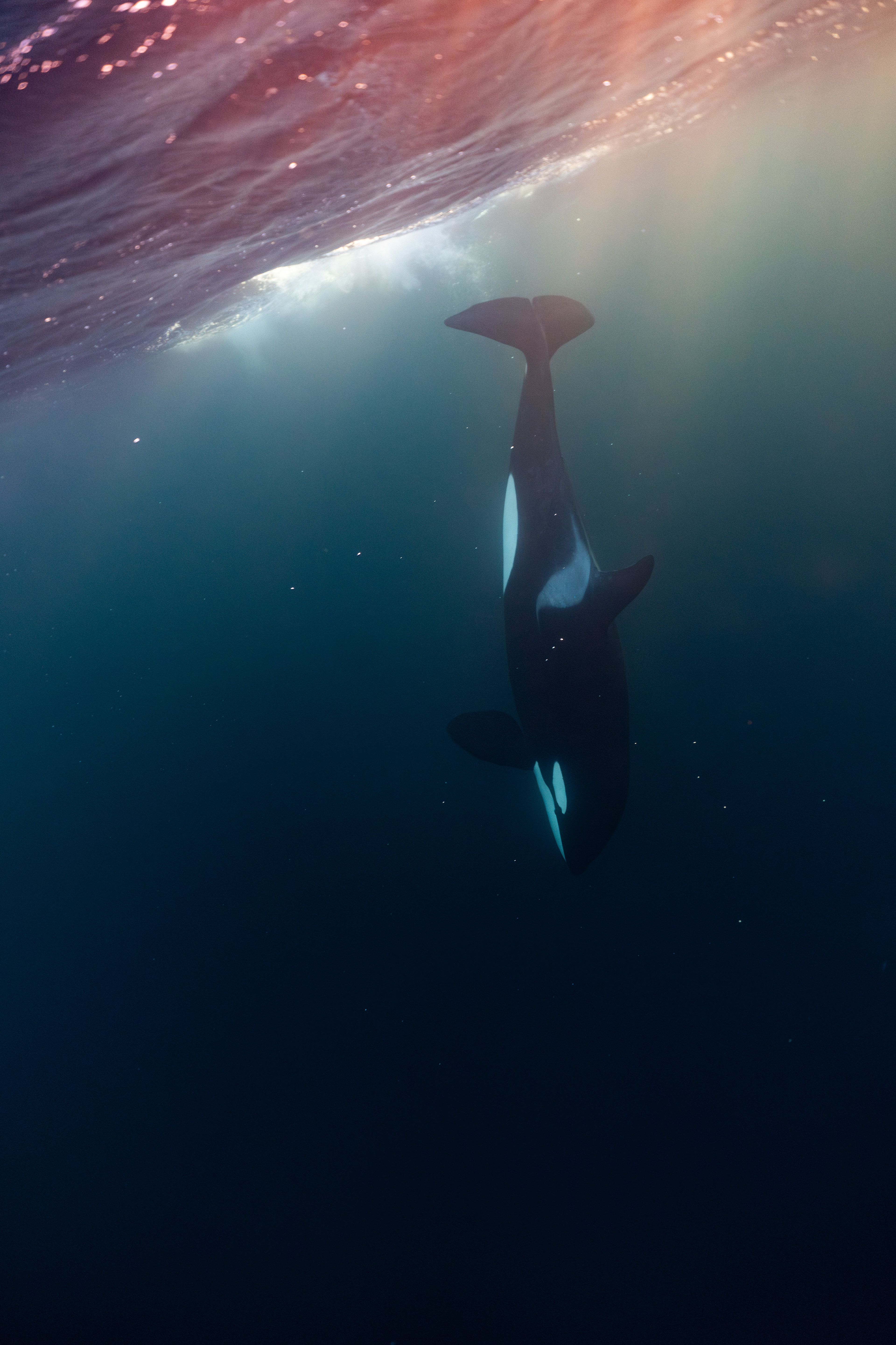 Orca in Norway