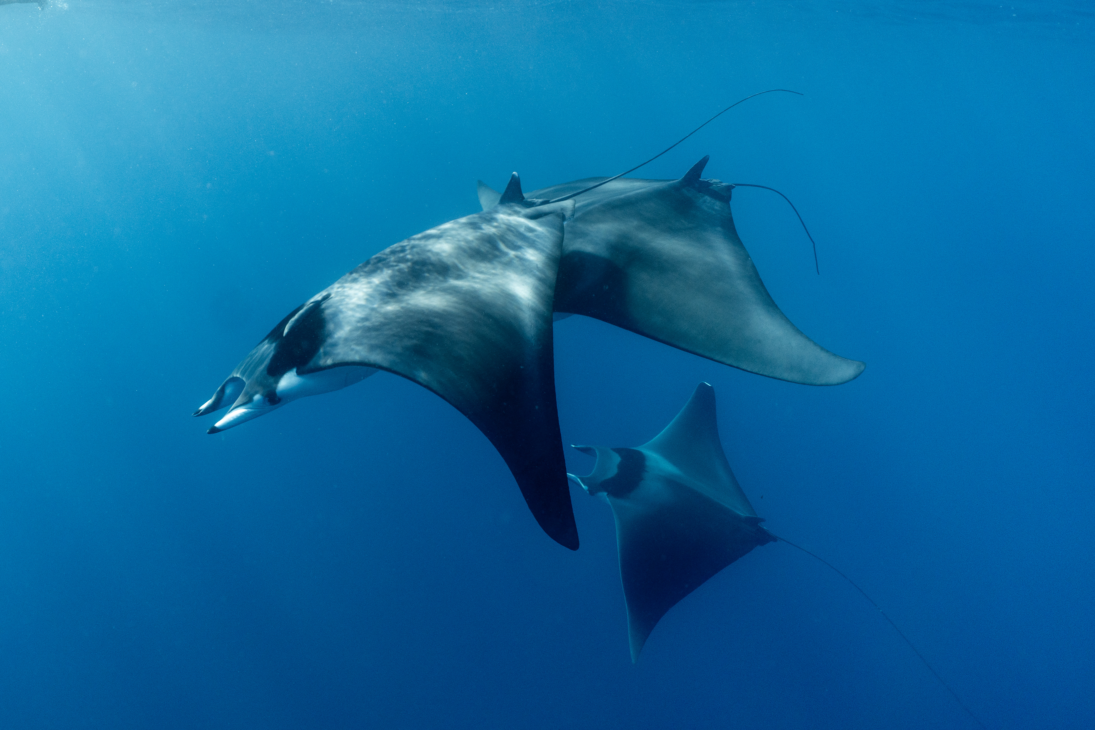Mobula Mobula Rays in Baja