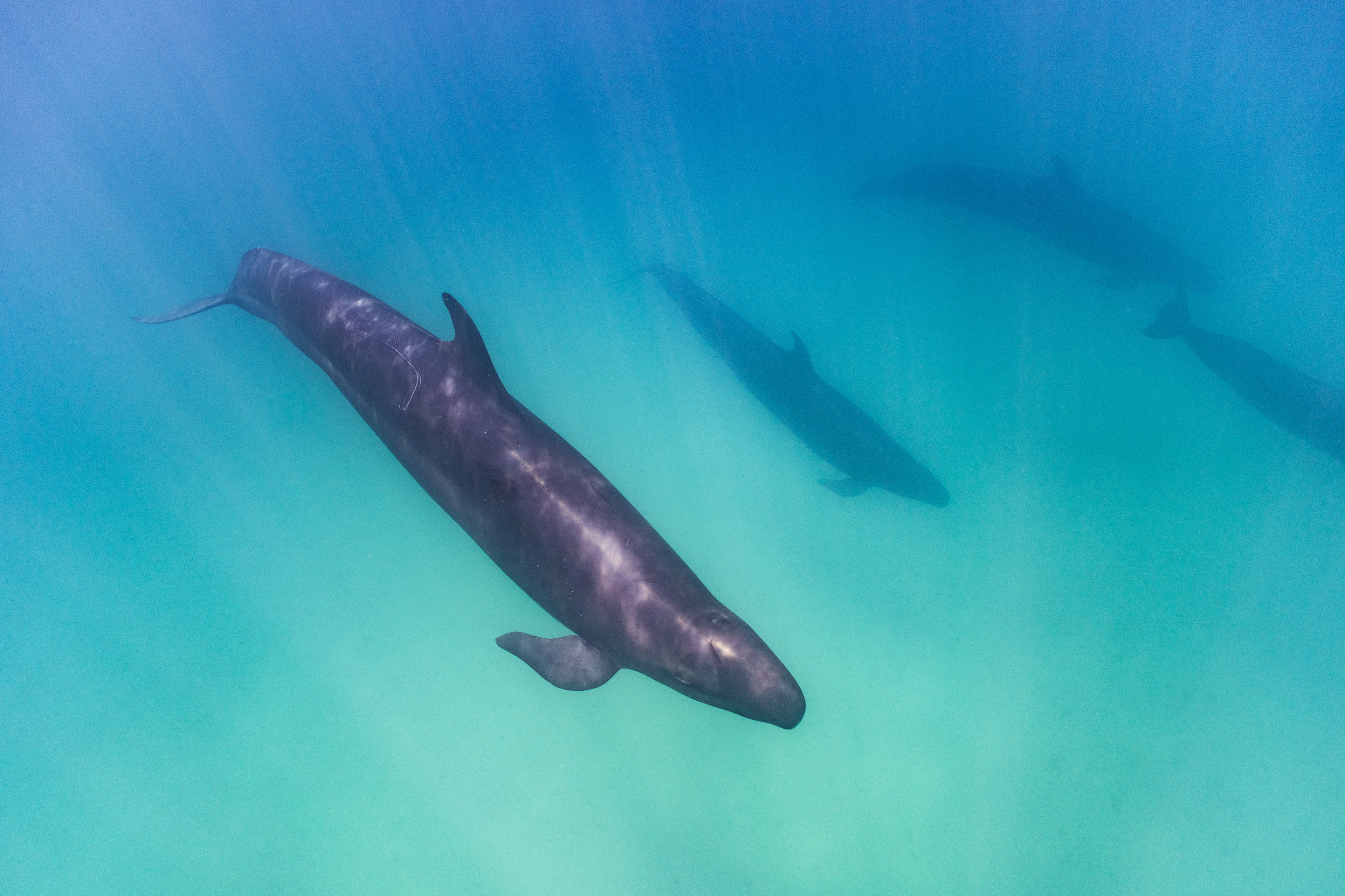 False Orcas in Baja