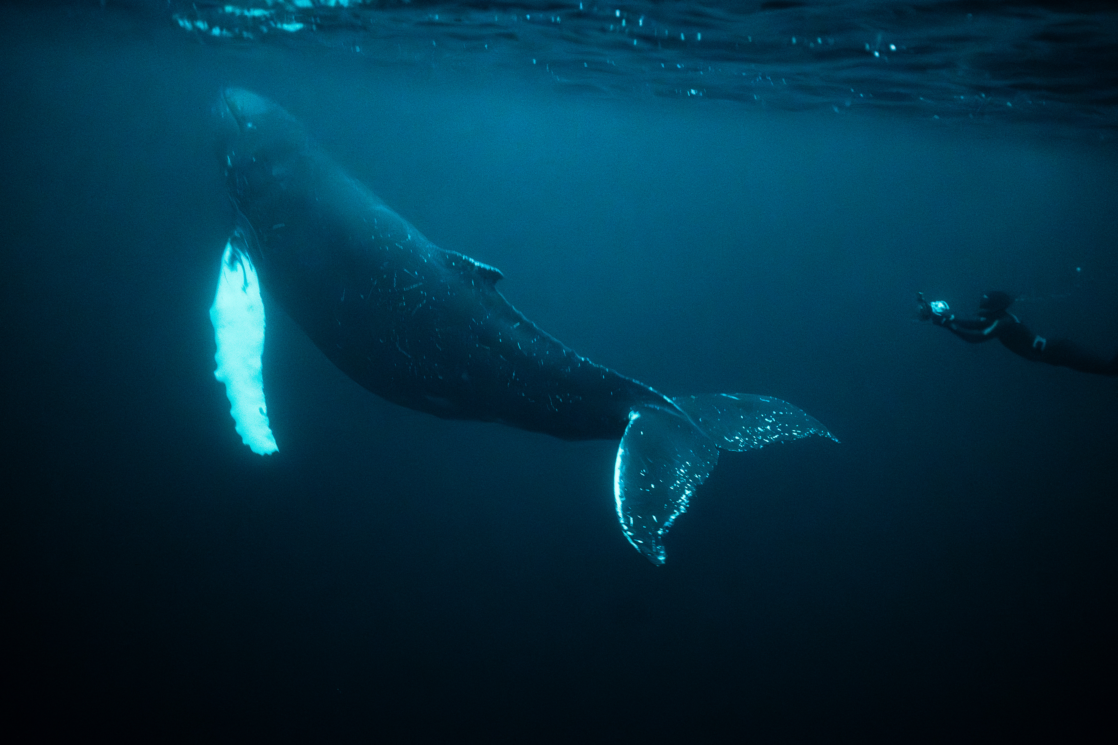 Humpback Whale in Norway