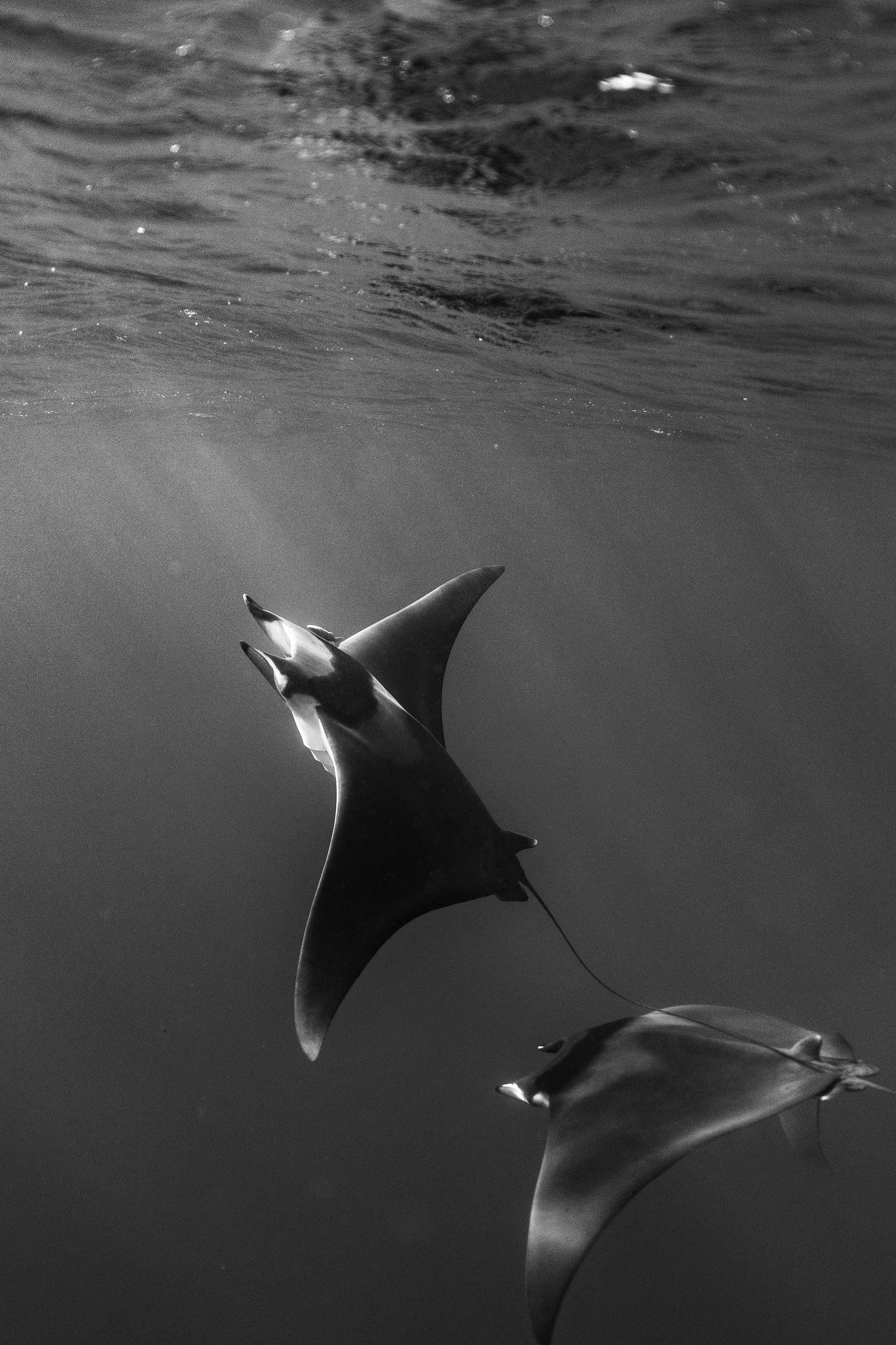 Mobula Mobula Rays in Baja
