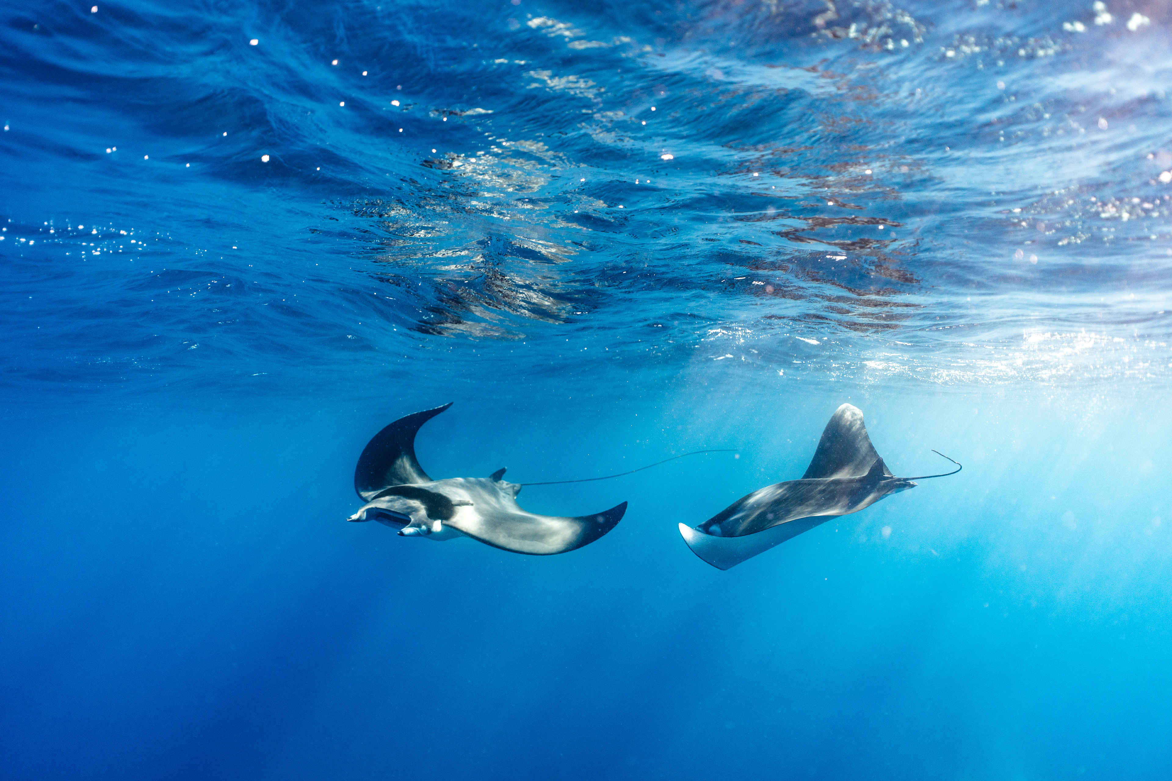 Mobula Mobula Rays in Baja