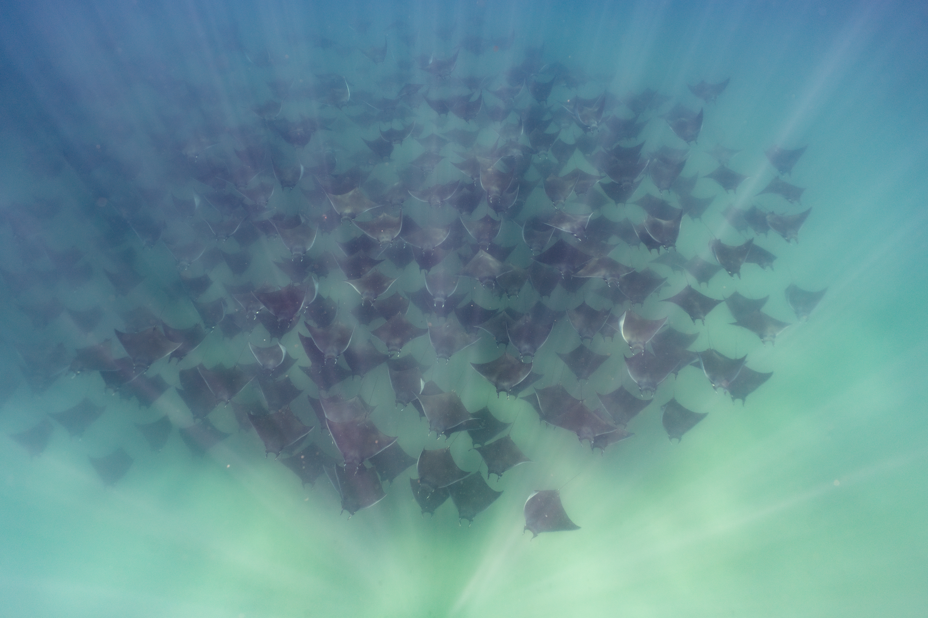 Mobula Rays in Baja