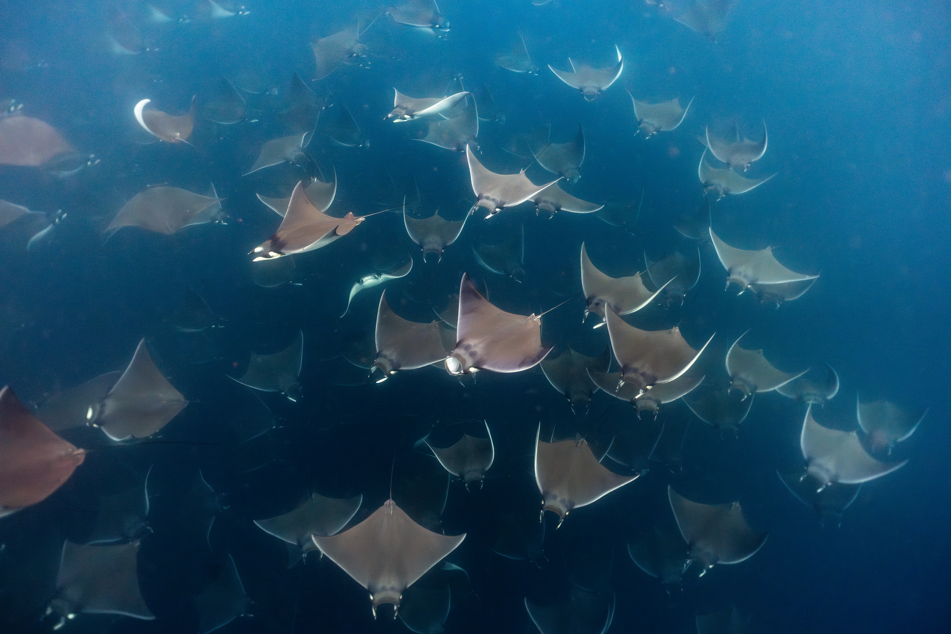 Mobula Rays in Baja